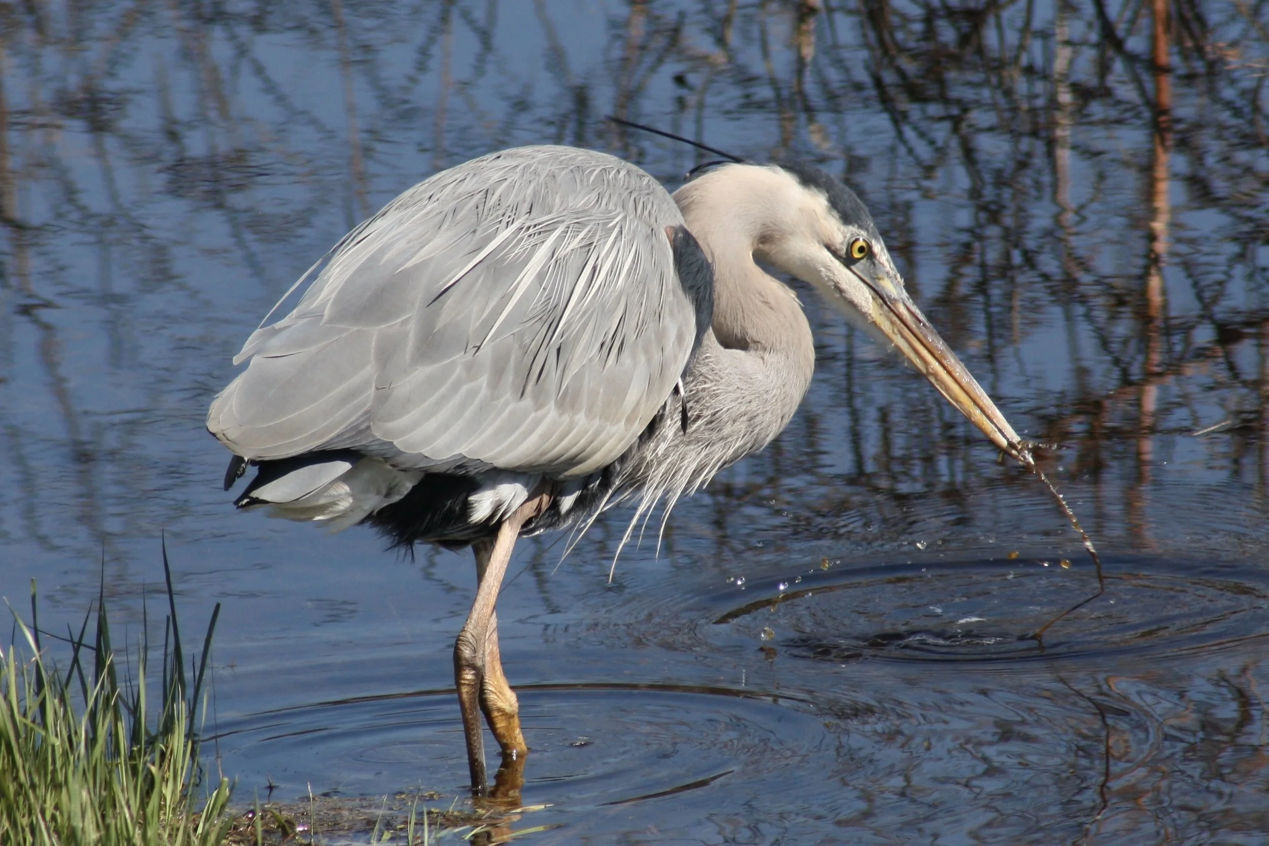 Great Blue Heron, Savannah, GA, 2026.