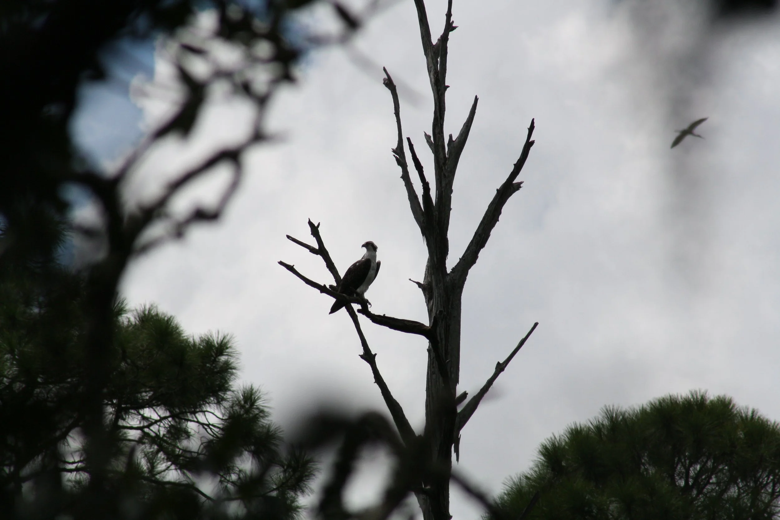 Osprey, Skidaway Island, GA, 2025.