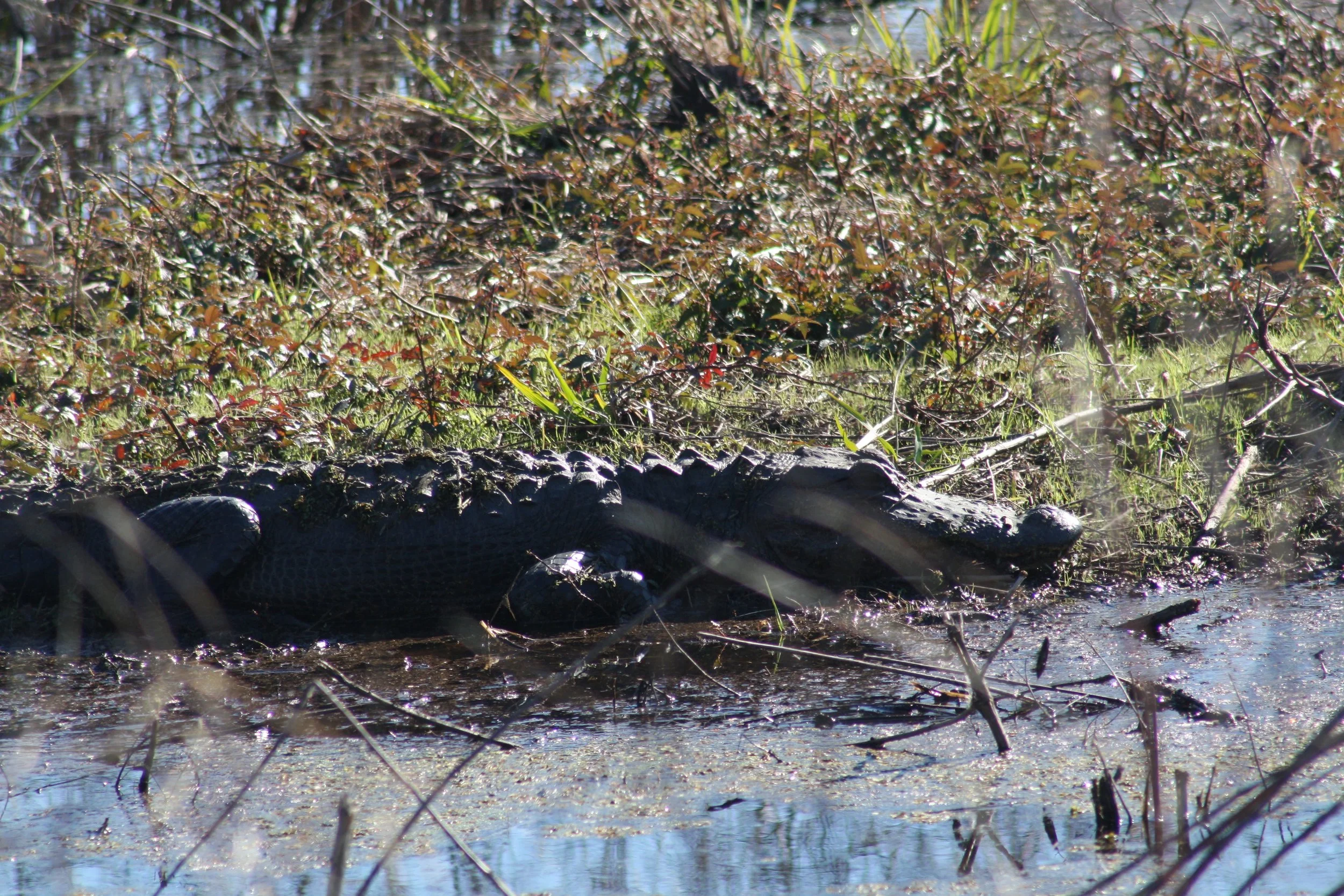 Alligator, Savannah, GA, 2025.