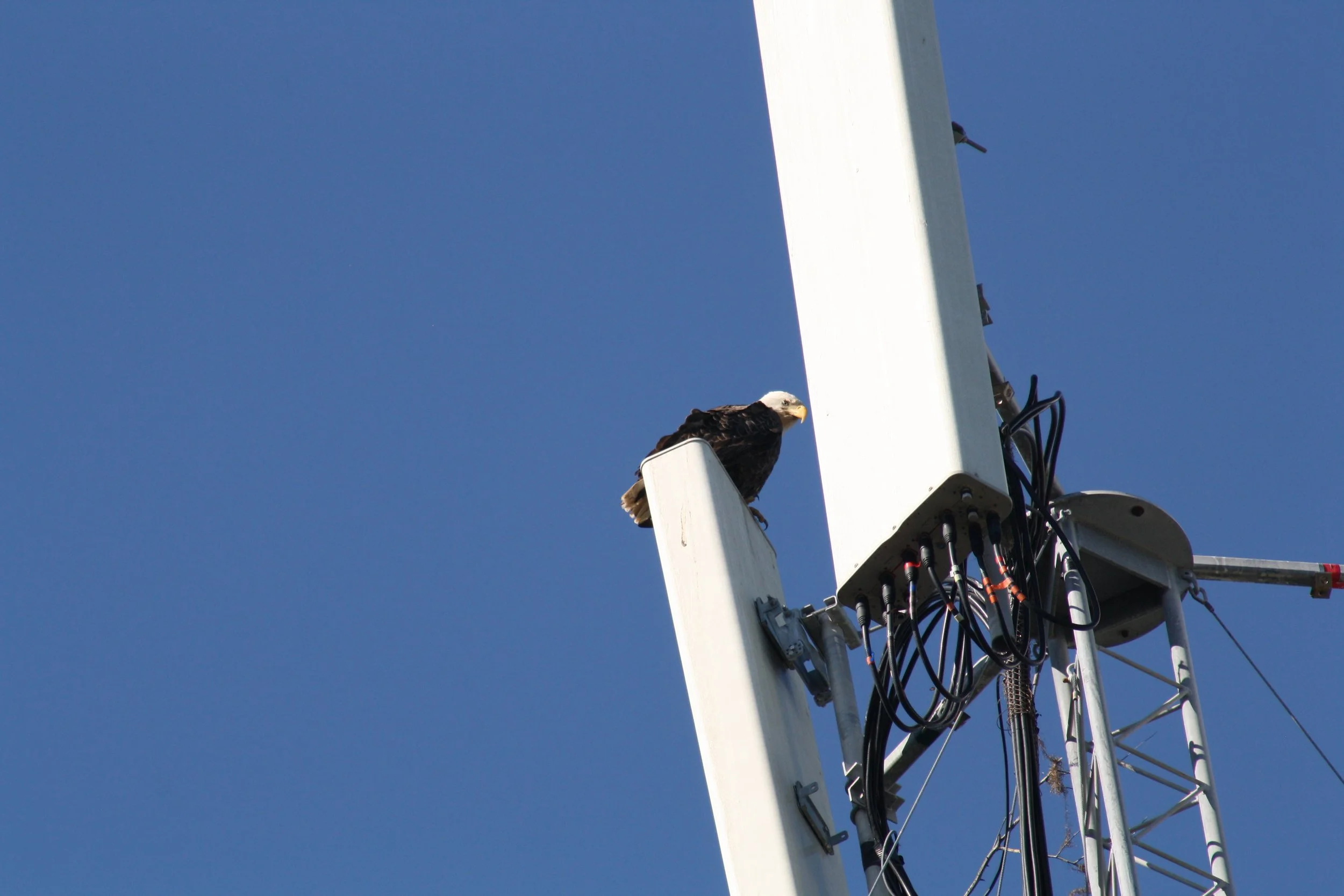 Bald Eagle, Jekyll Island, GA, 2025.