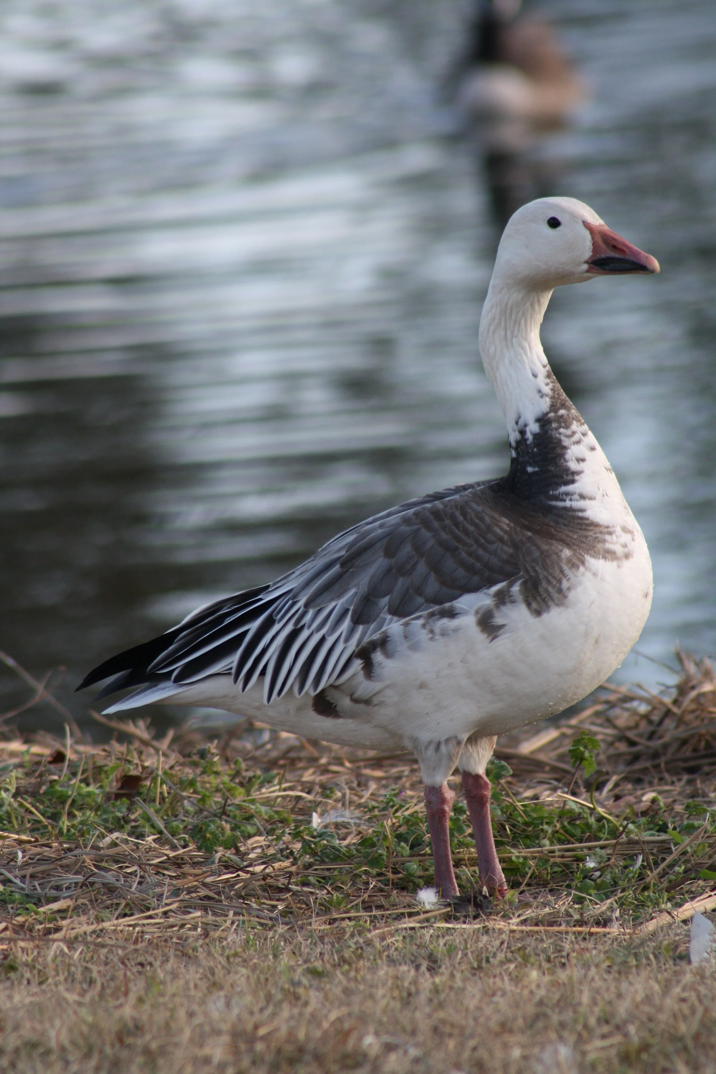 Snow Goose, Savannah, GA, 2026.