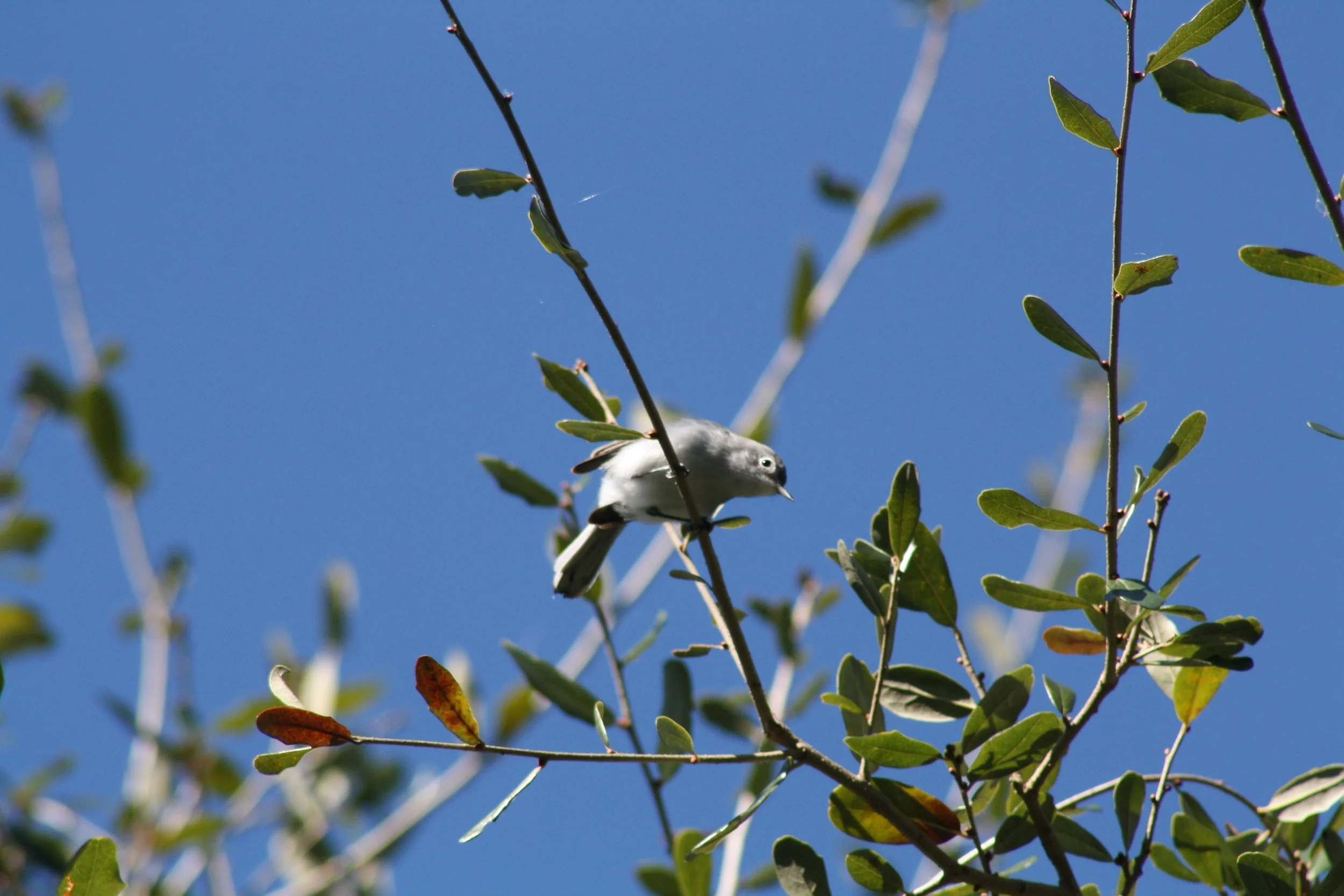 Blue Gray Gnatcatcher, Savannah, GA, 2025.