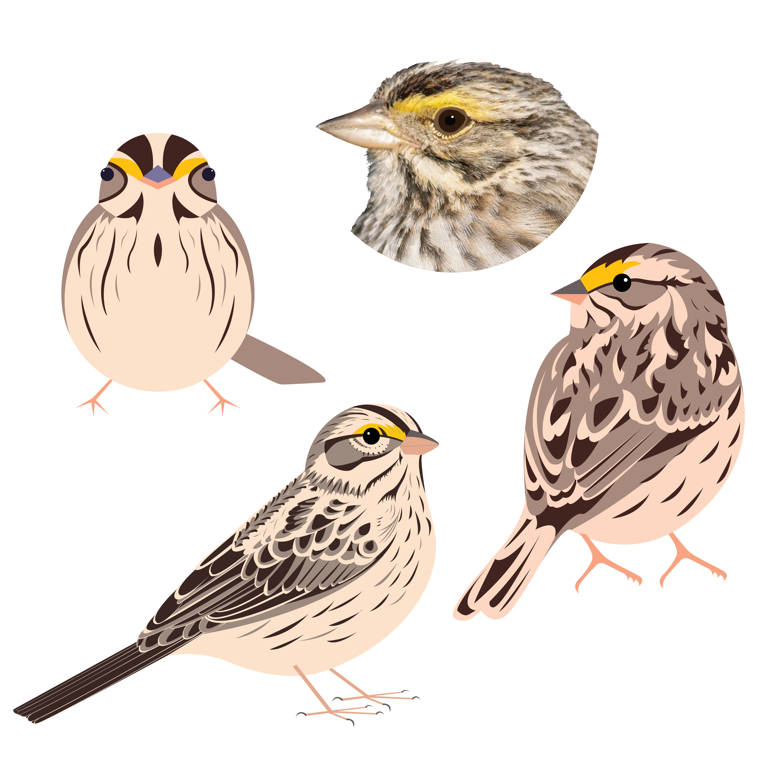Birds.png