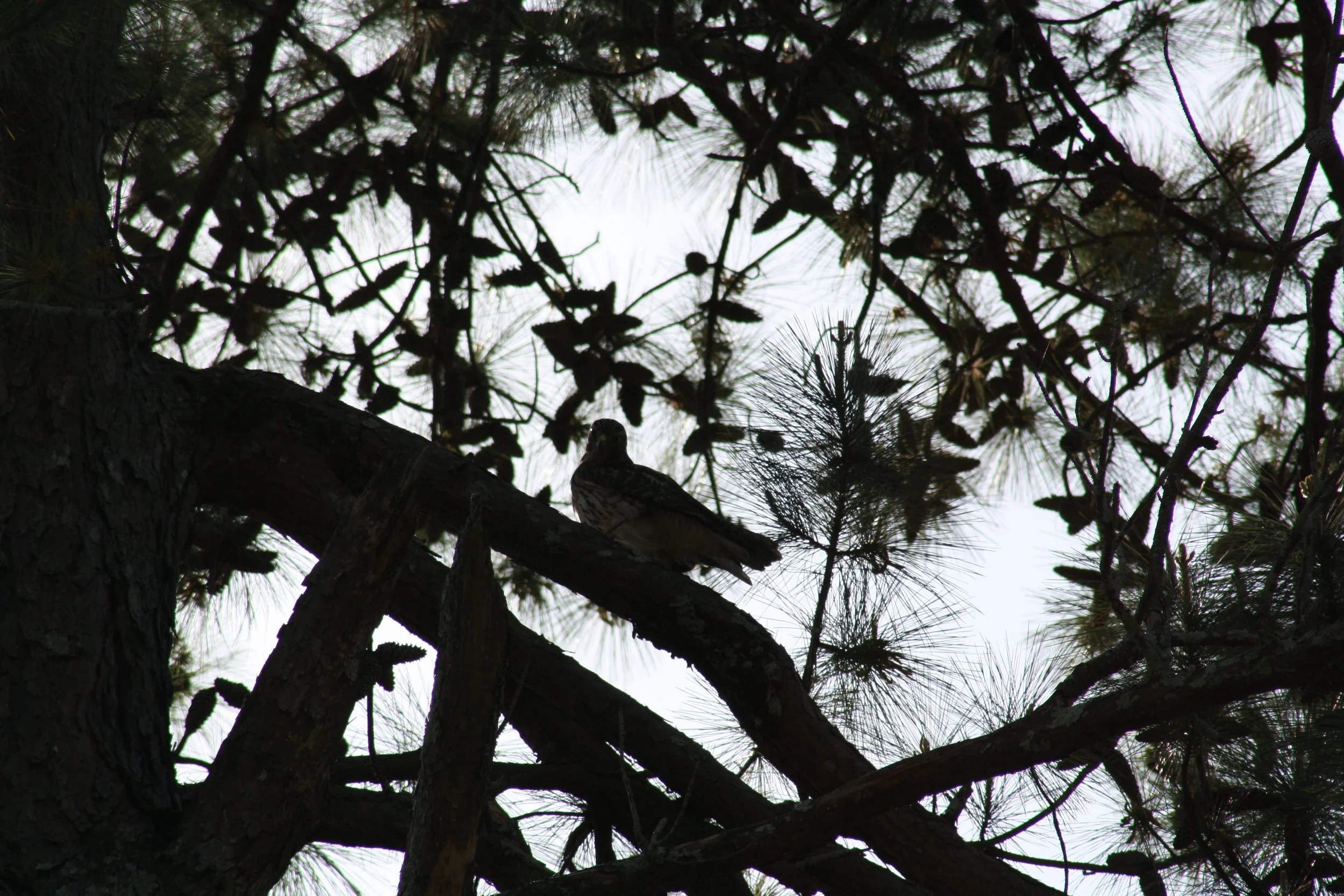 Red Tailed Hawk, Atlanta, GA, 2025.