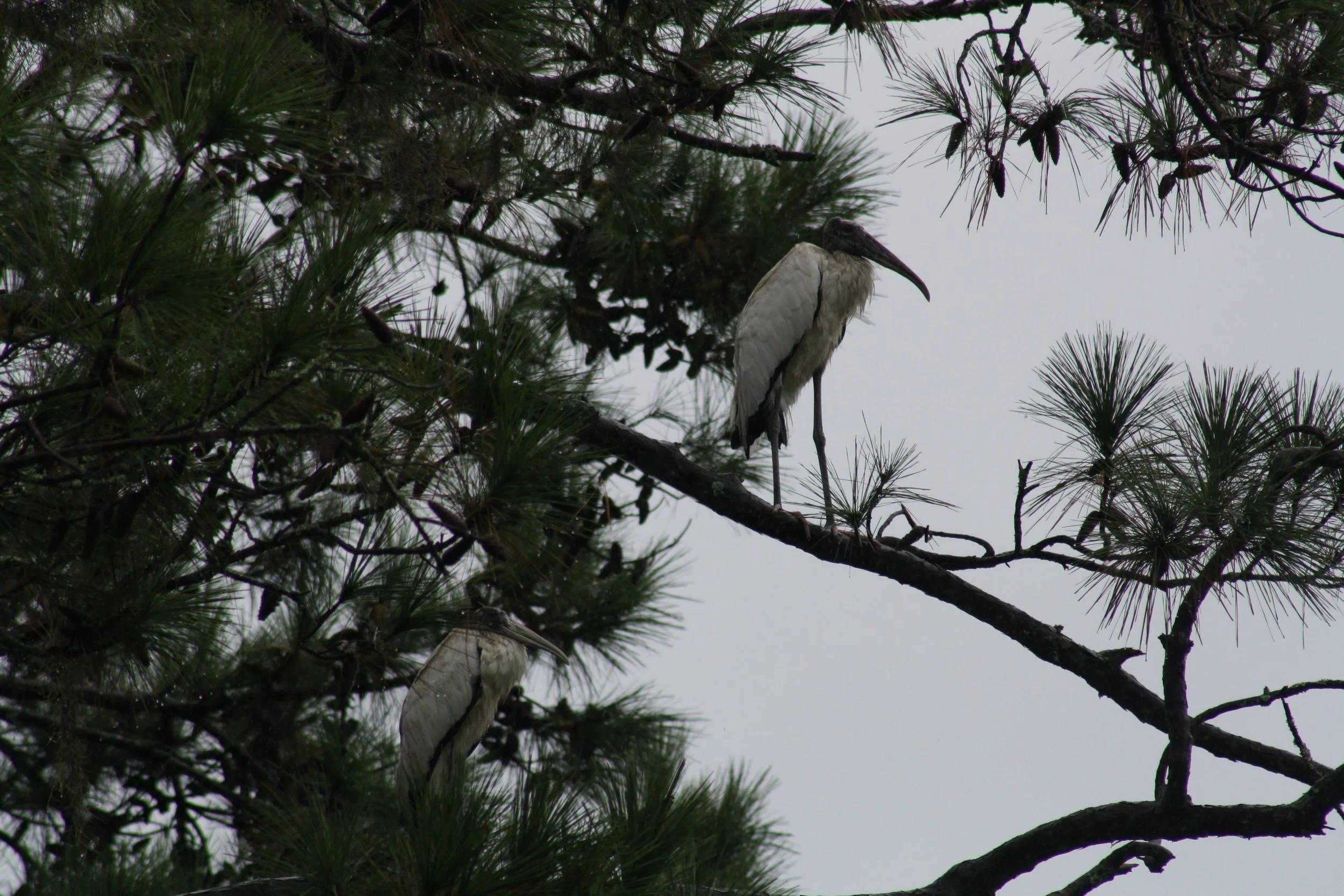 Wood Stork, Skidaway Island, GA, 2025.