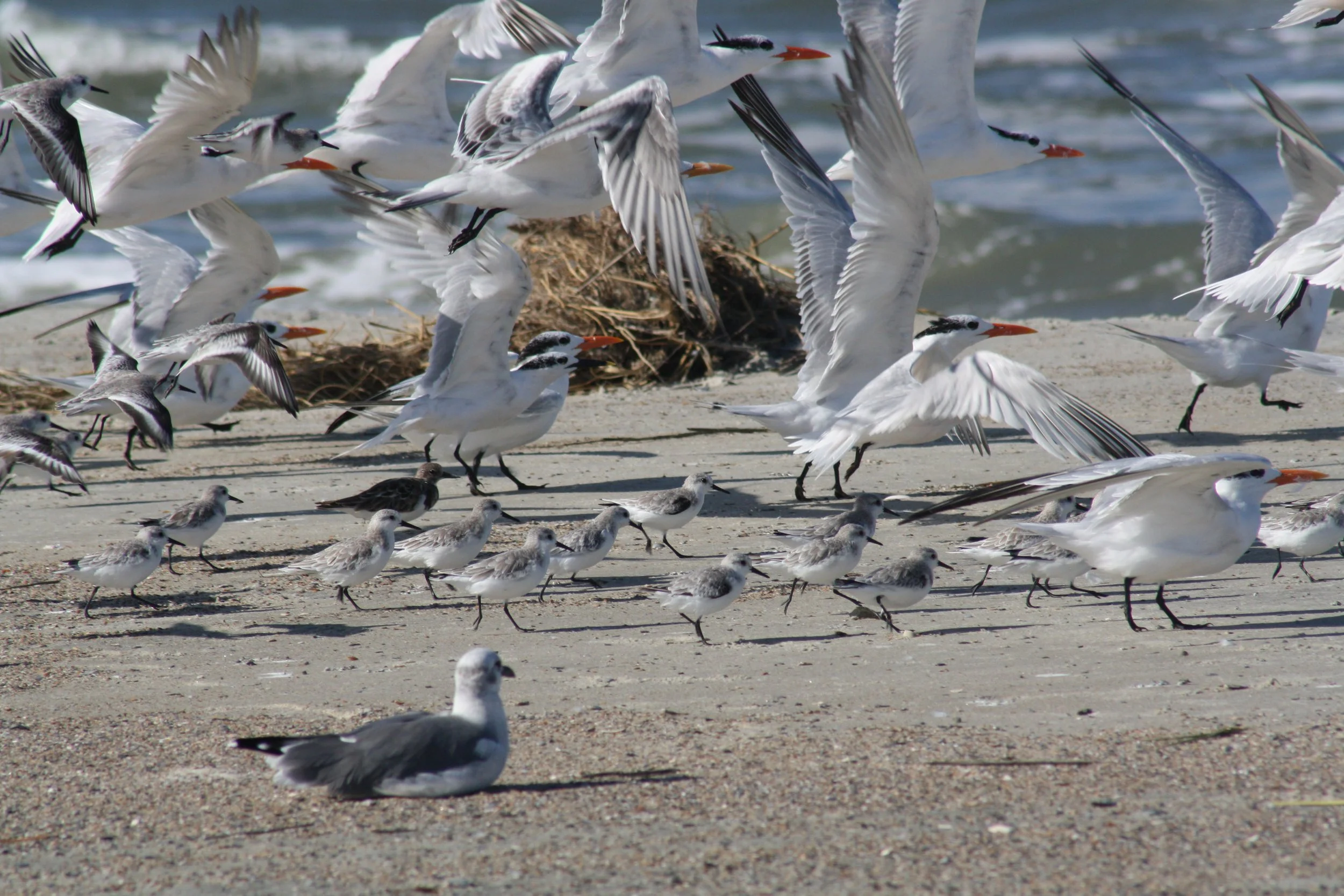 Royal Tern, Tybee Island, GA, 2025.