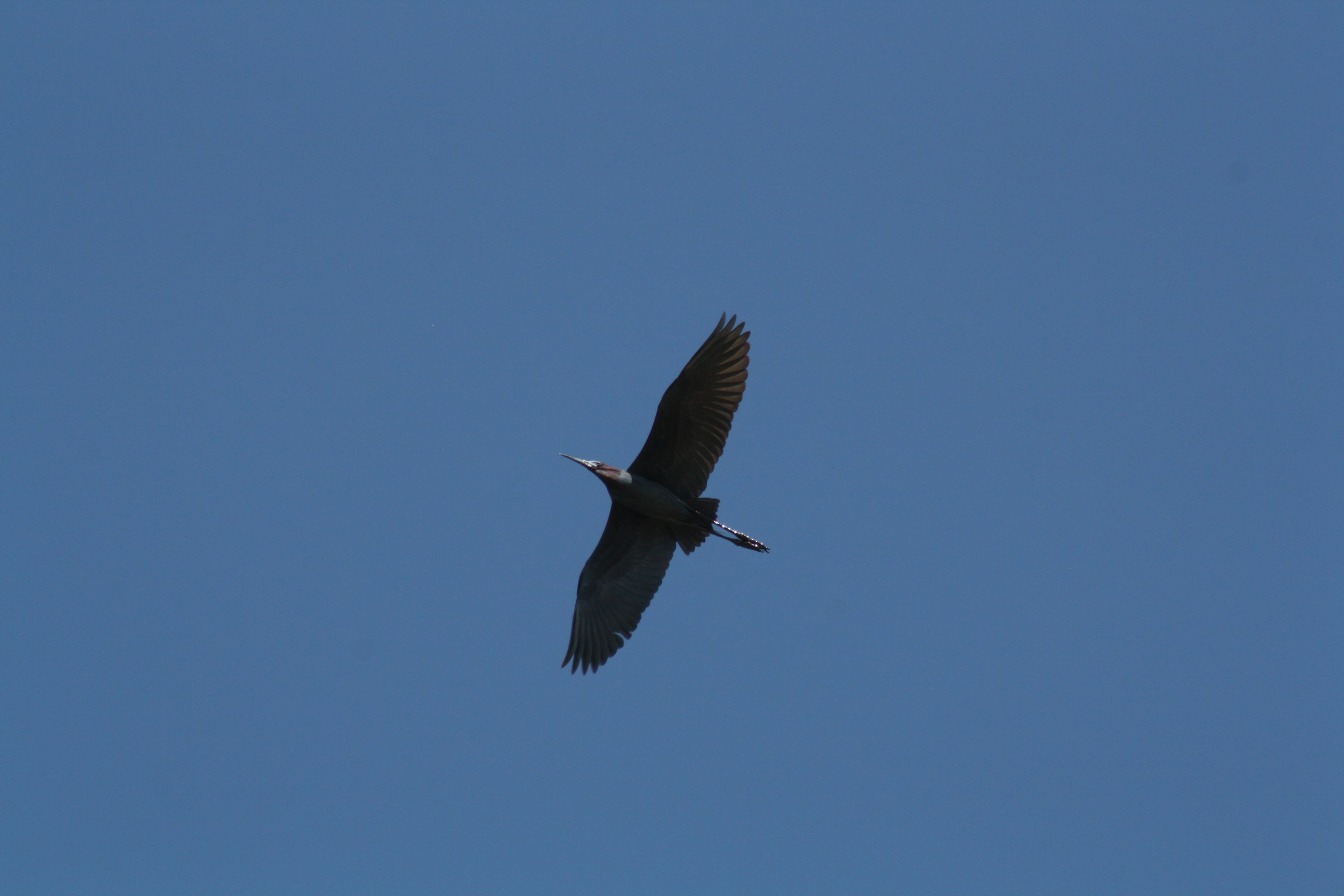 Little Blue Heron, Hilton Head Island, SC, 2026.