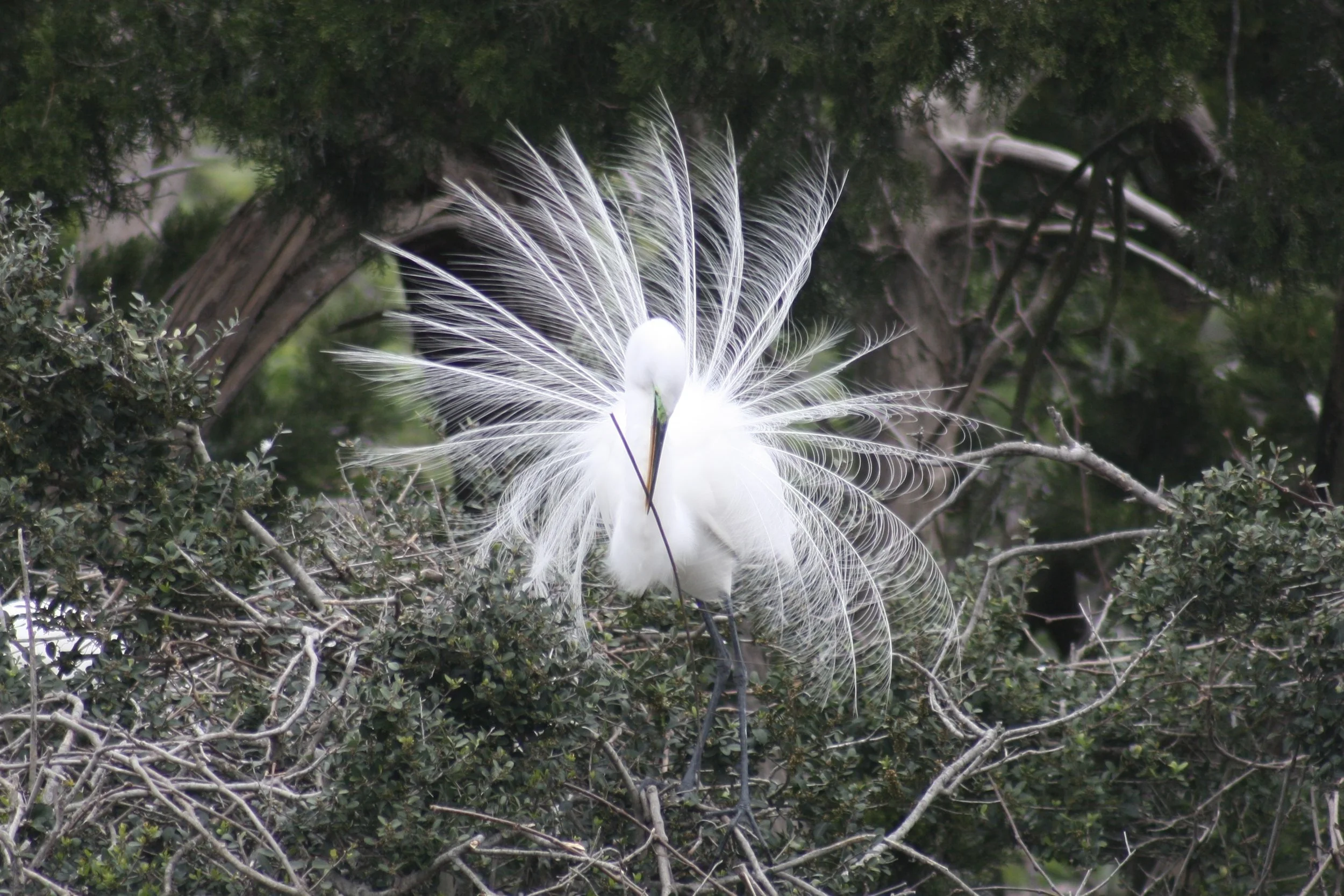 Great Egret, Hilton Head Island, SC, 2026.