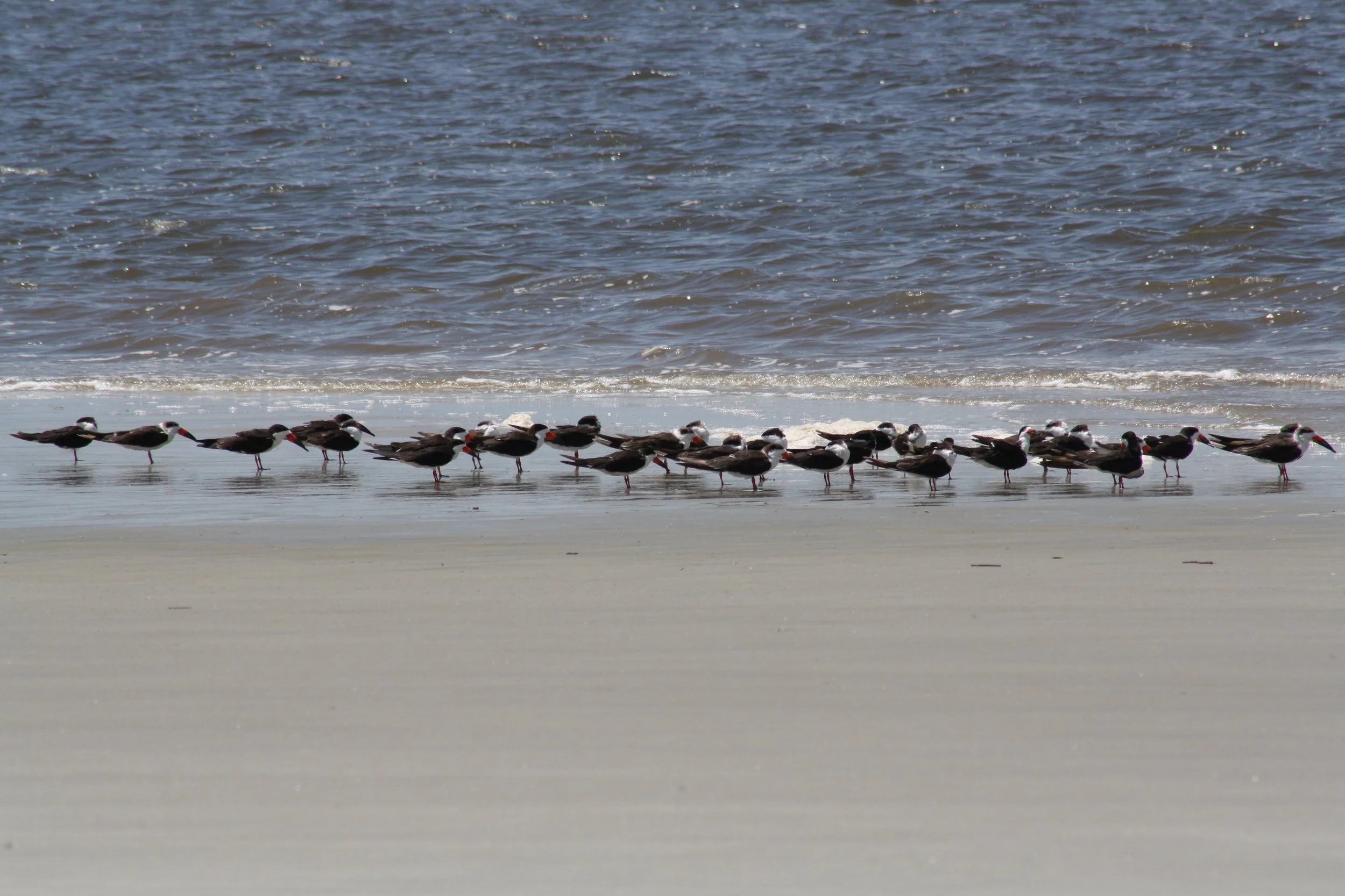 Black Skimmer, Jekyll Island, GA, 2025.