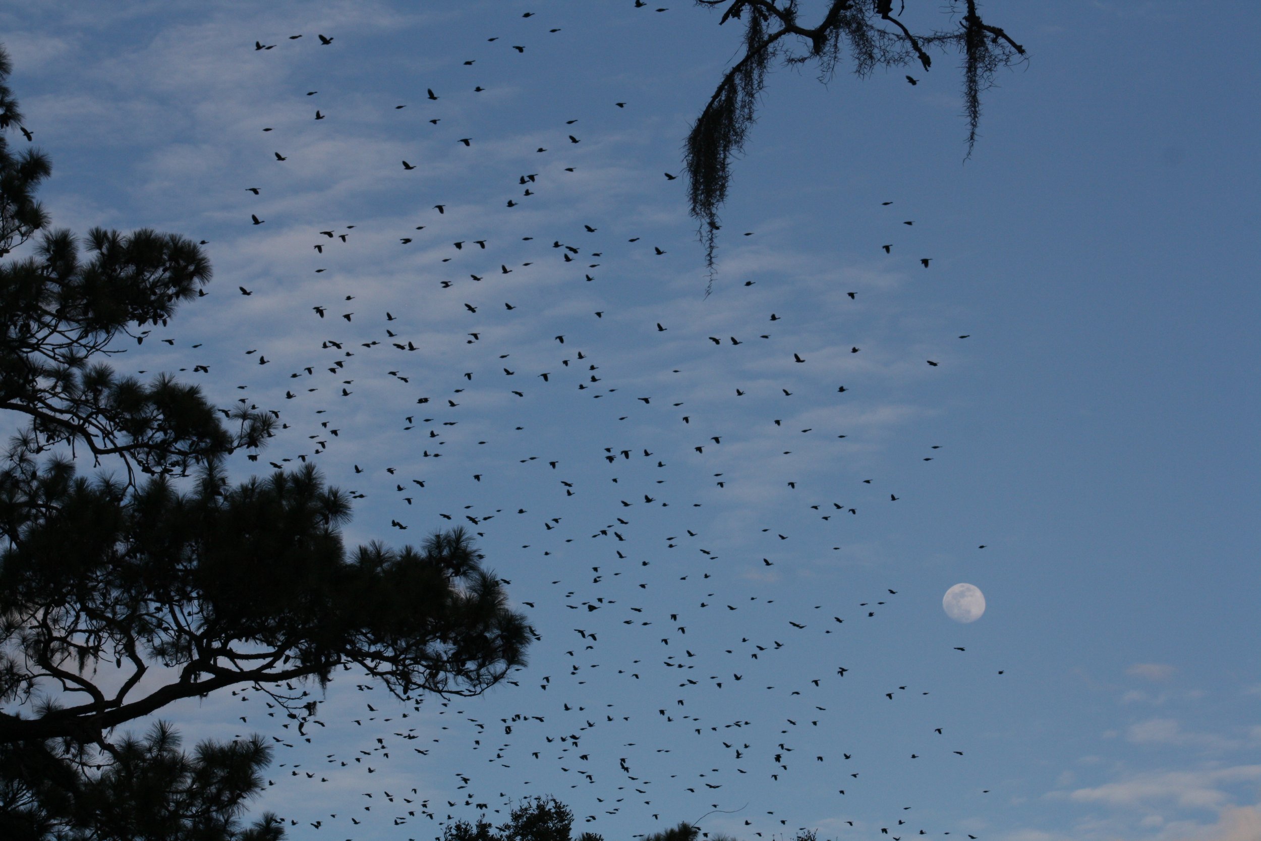 Red Winged Blackbird, Skidaway Island, GA, 2026.