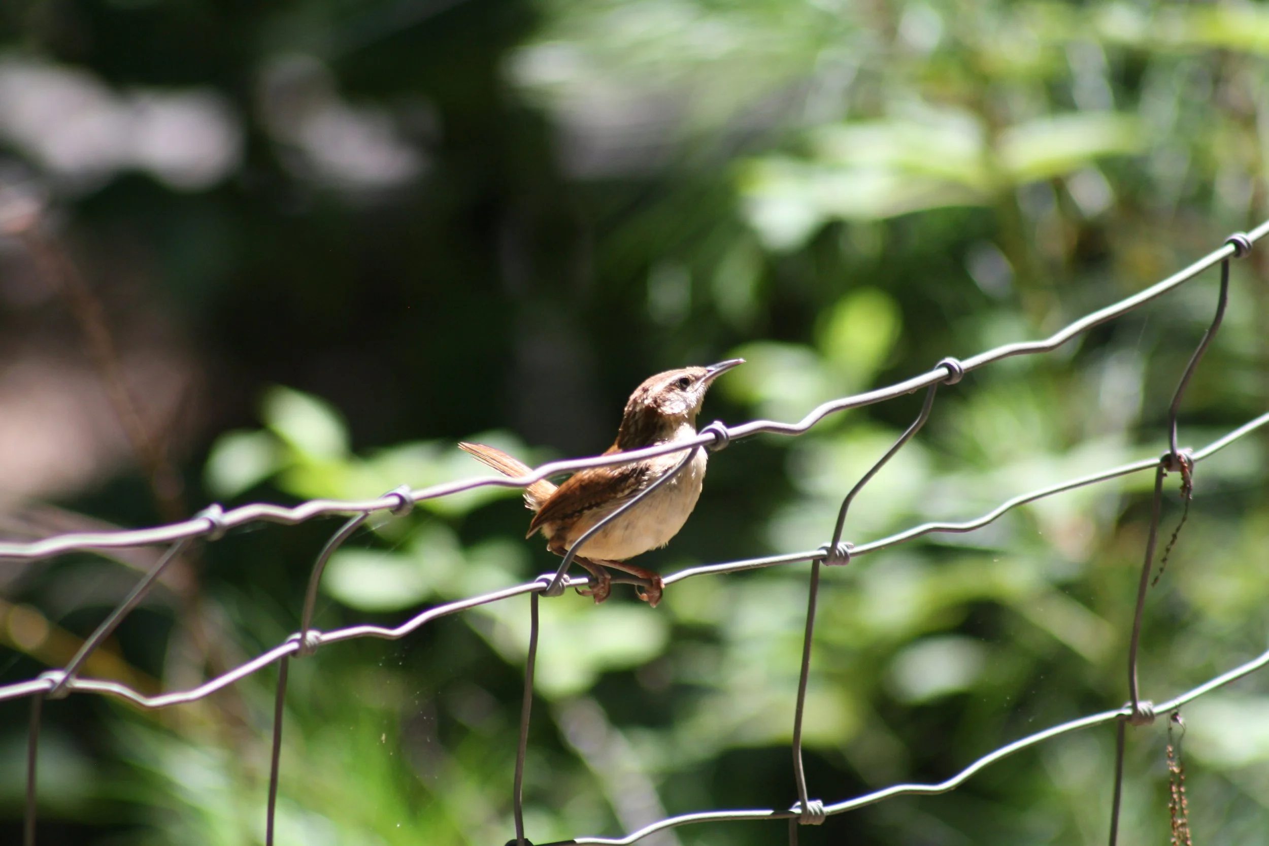 Carolina Wren, Auburn, GA, 2025.