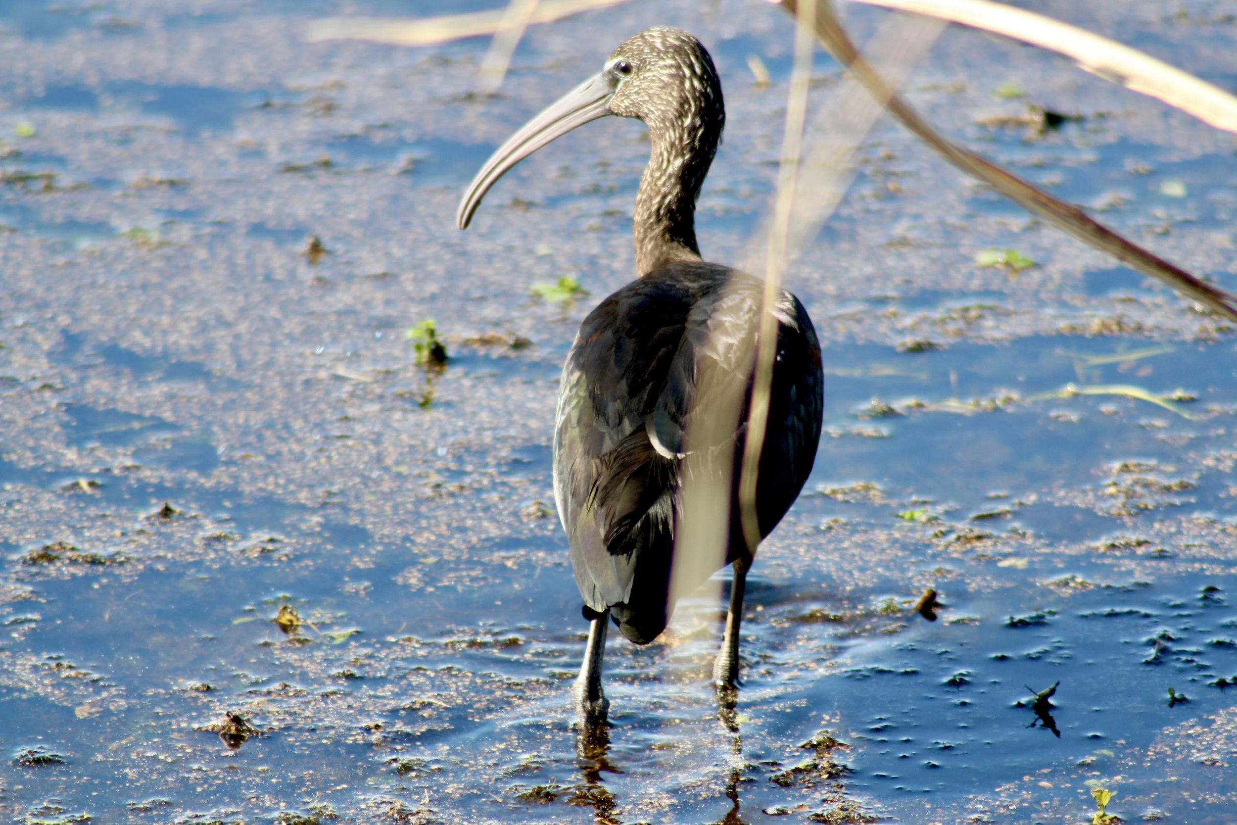 Glossy Ibis, Savannah, GA, 2026.