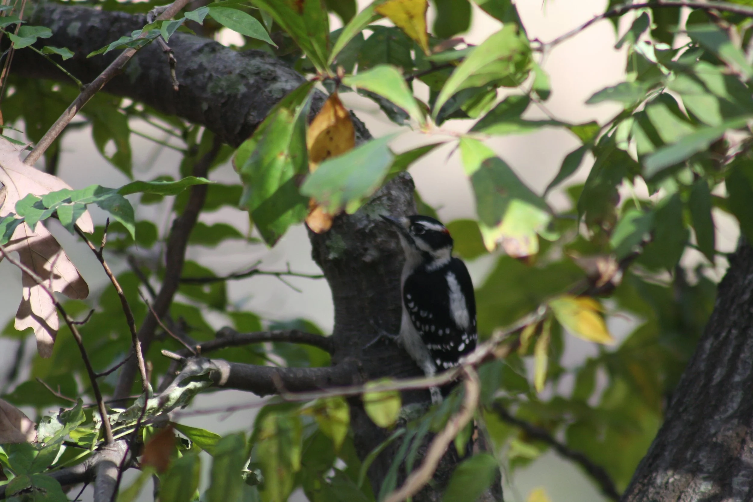 Downy Woodpecker, Atlanta, GA, 2025.