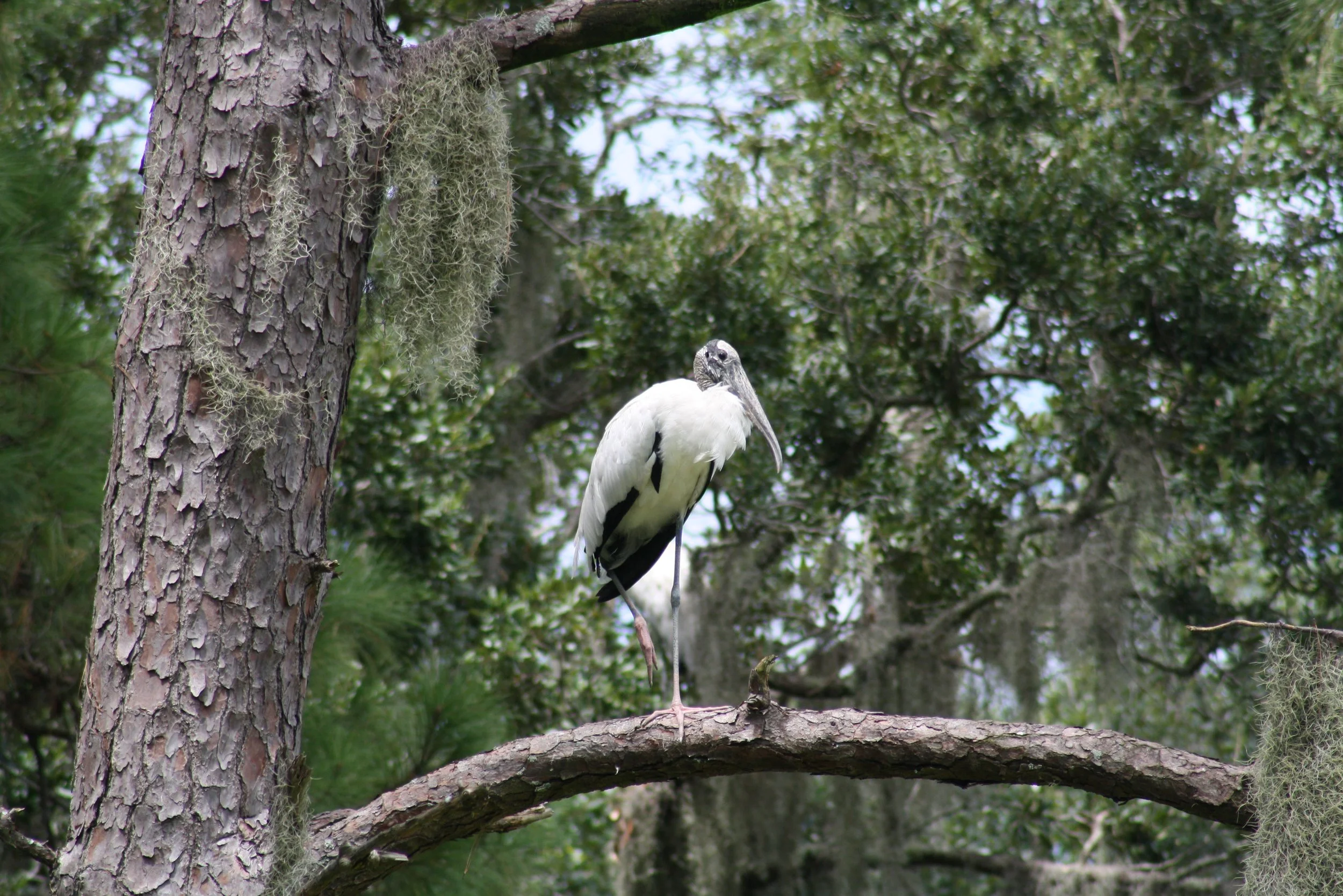 Wood Stork, Skidaway Island, GA, 2025.