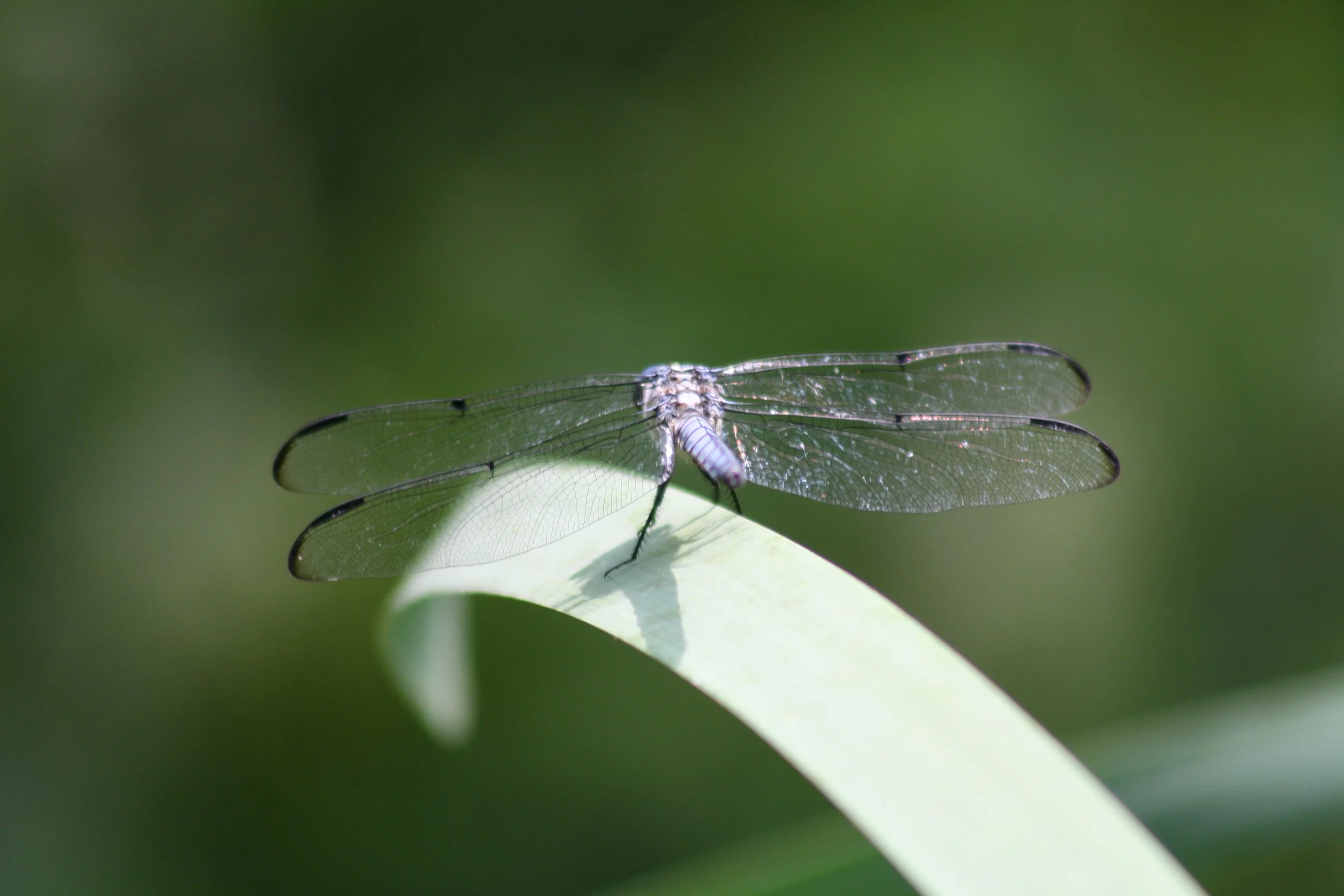 Cochran Shoals, GA, 2025.