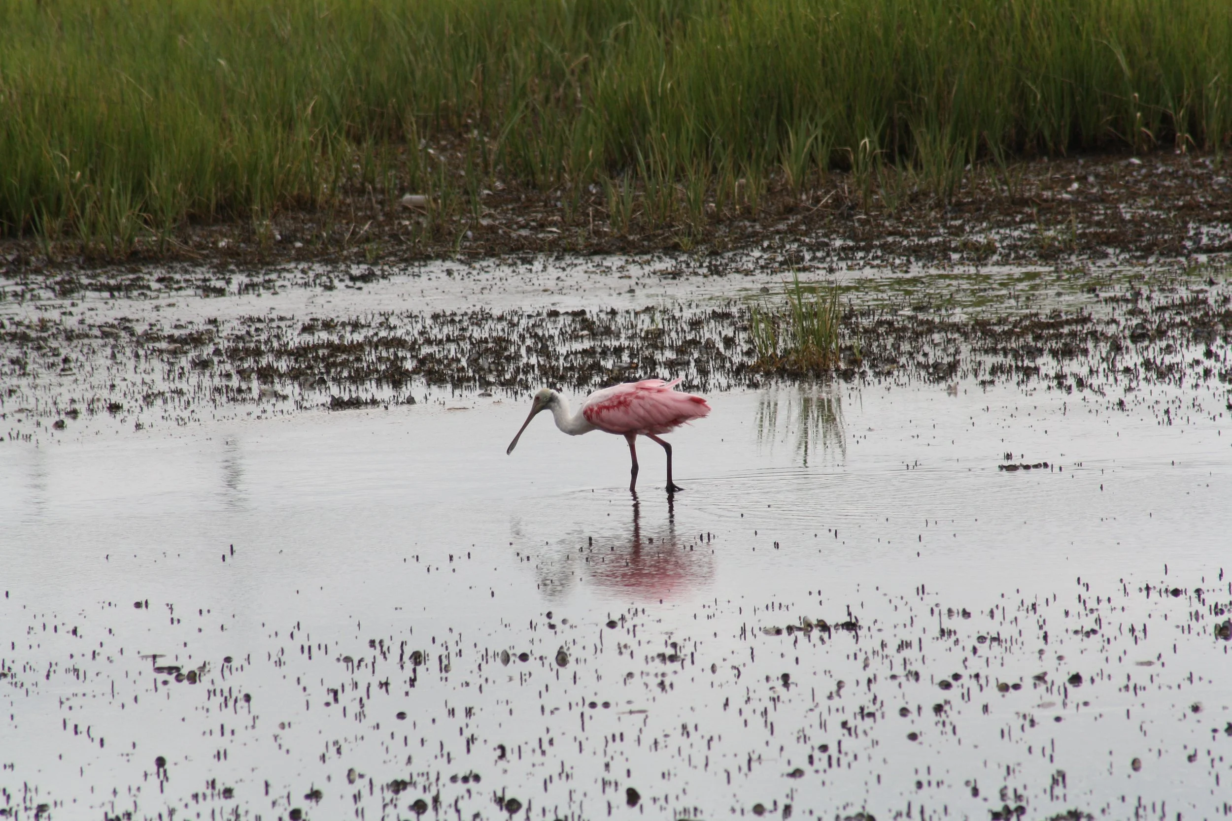 Roseate Spoonbill, Andrew's Island Causeway, GA, 2025.