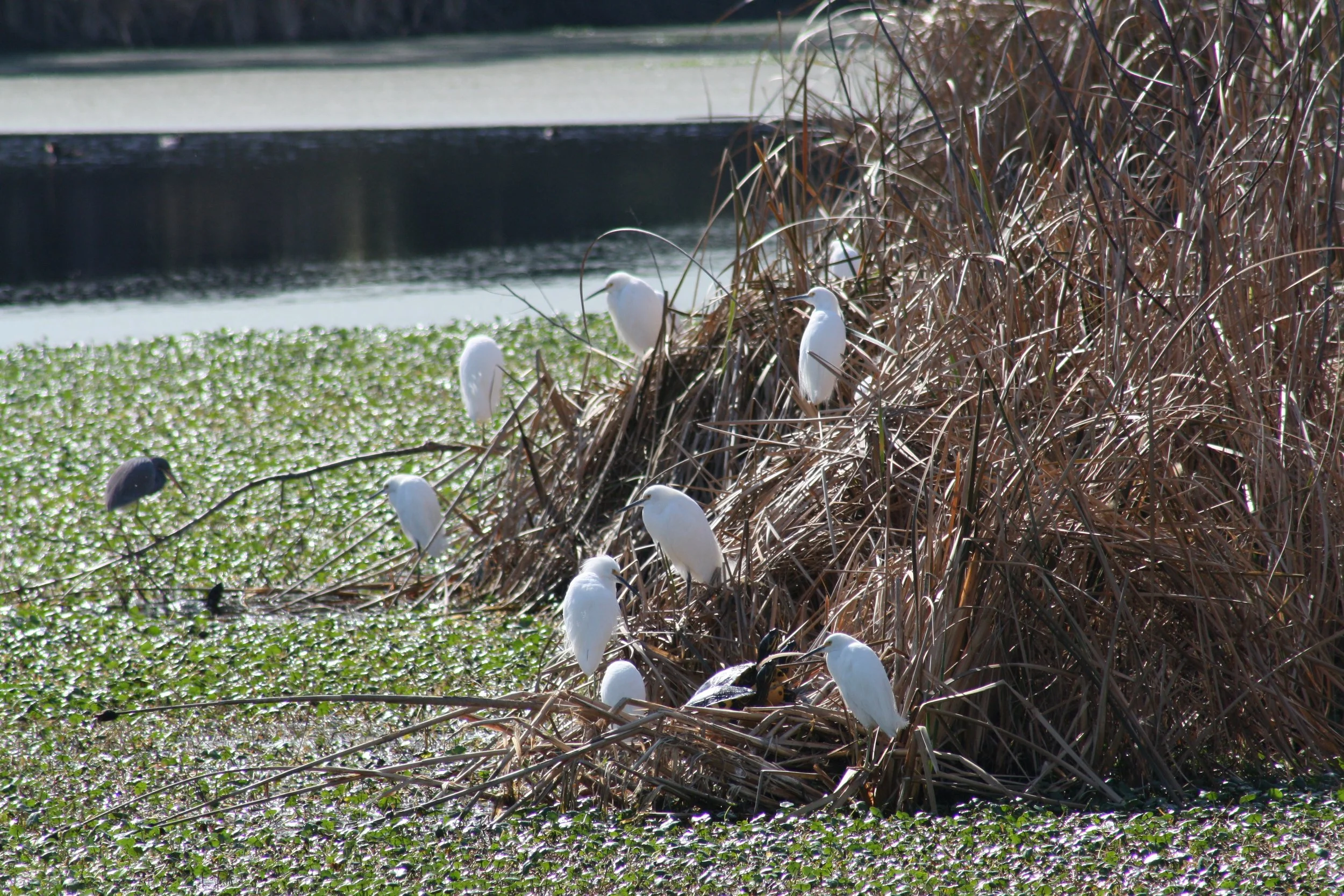 Snowy Egret, Skidaway Island, GA, 2026.
