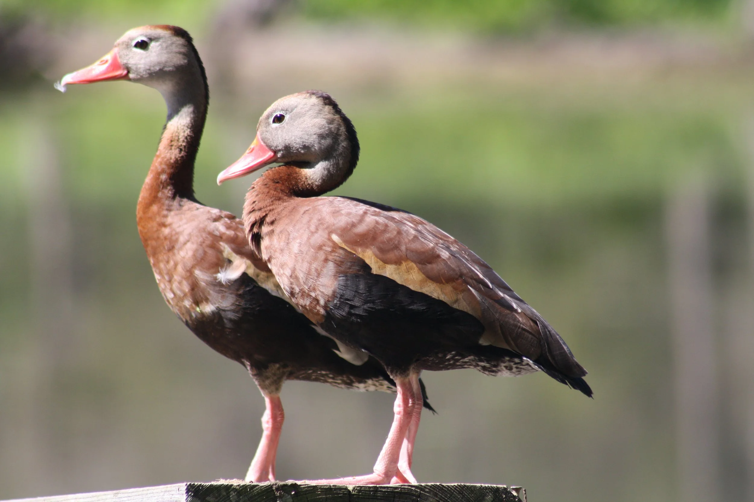 Black Bellied Whistling Duck, Hilton Head Island, SC, 2026.