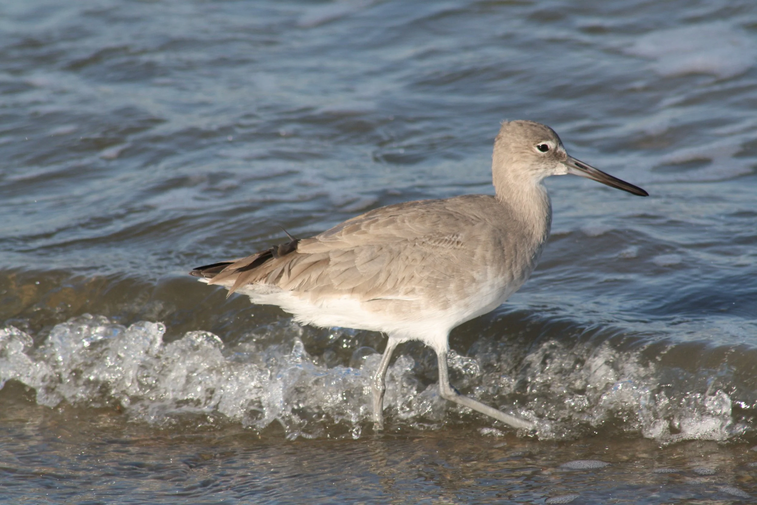 Willet, Tybee Island, GA, 2025.