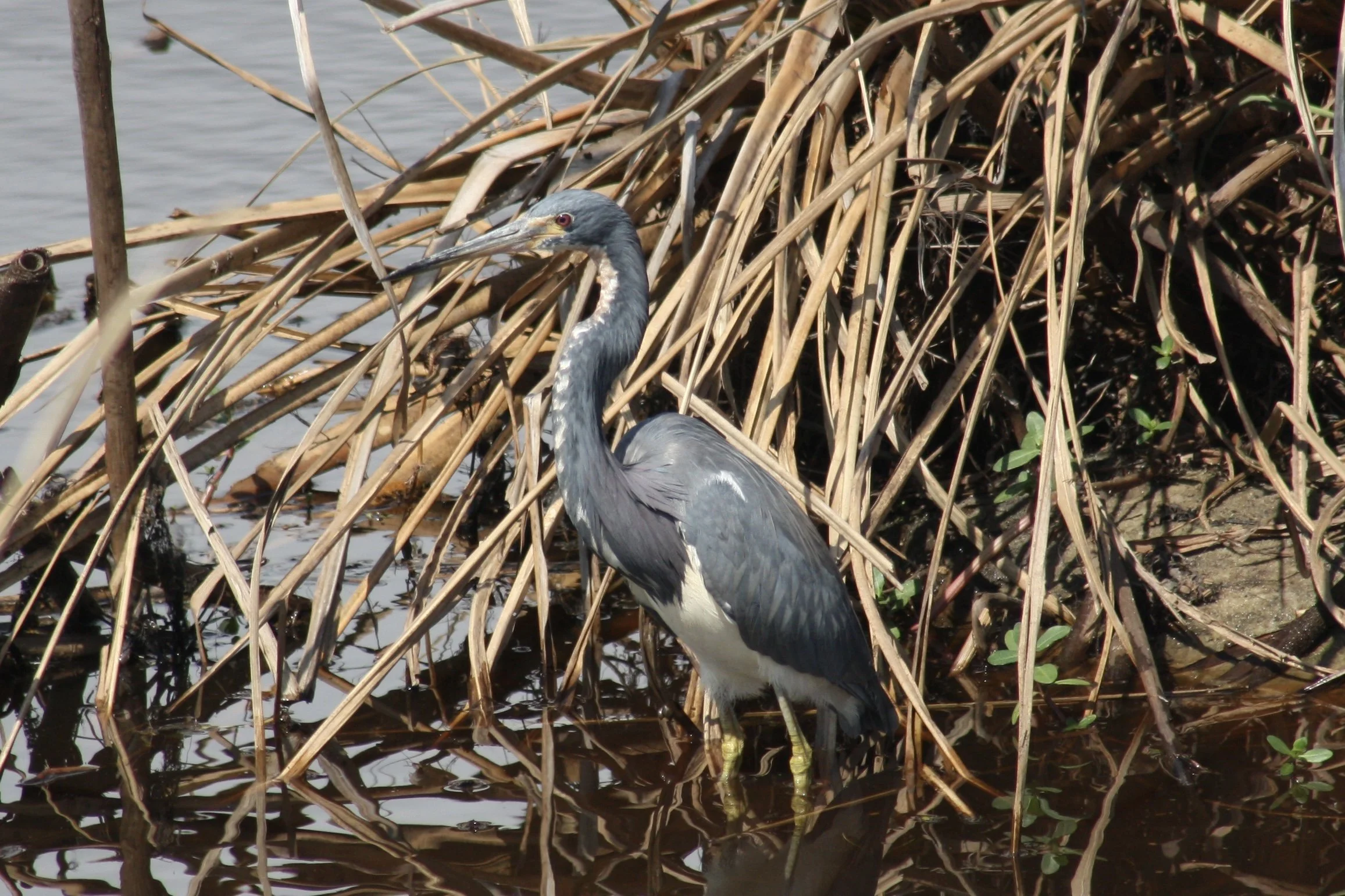 Tricolored Heron, Savannah, GA, 2026.