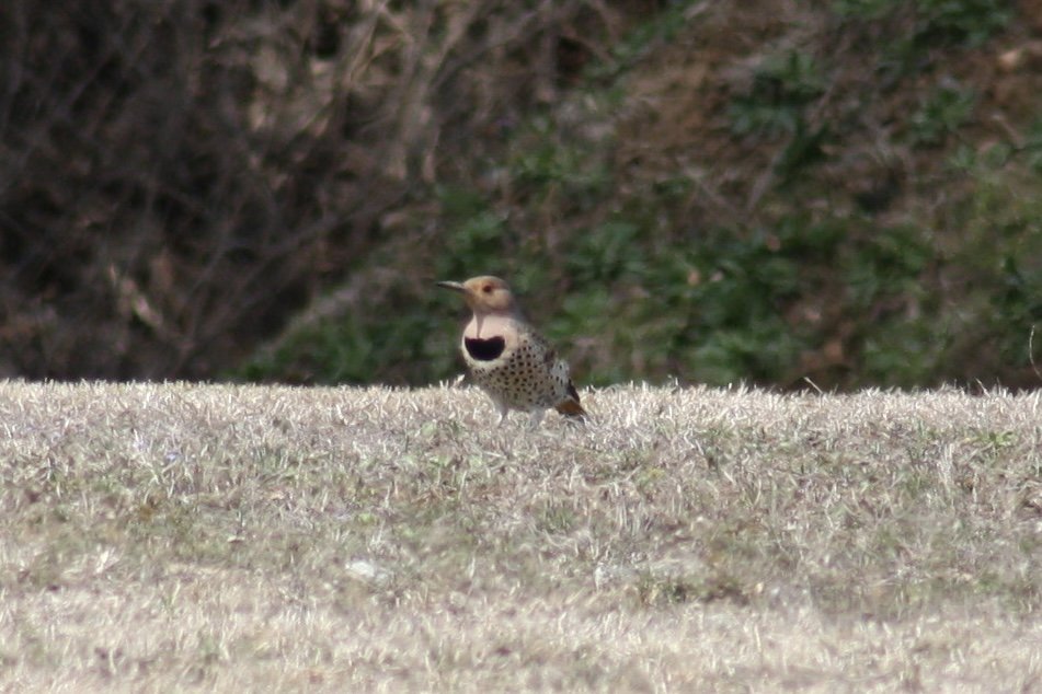 Northern Flicker, Atlanta, GA, 2025.