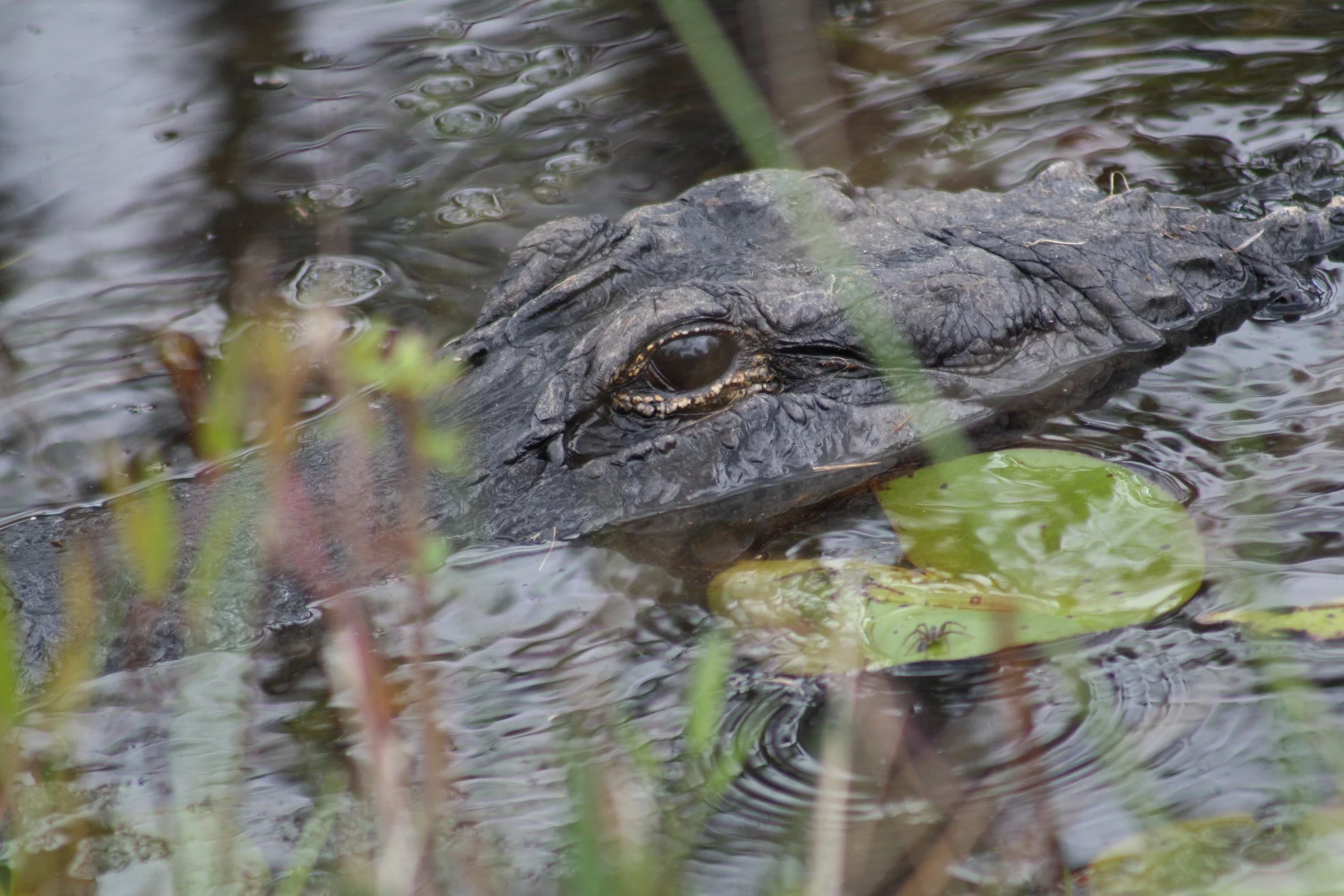 Alligator, Okefenokee Swamp, GA, 2025.