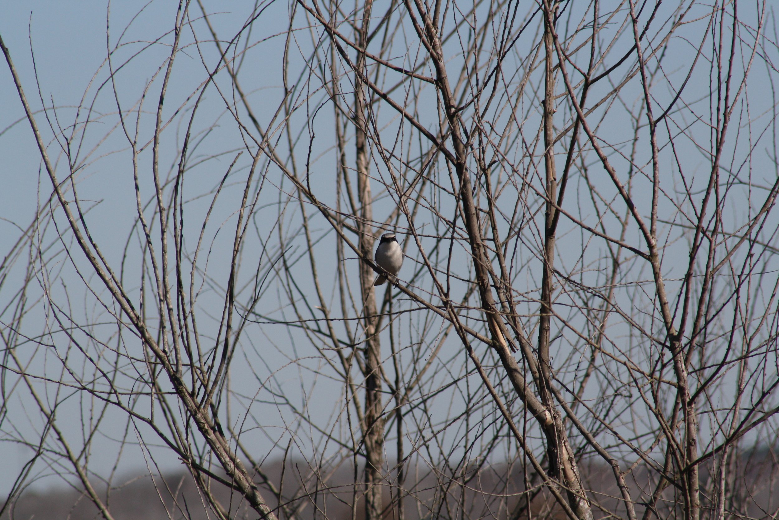 Loggerhead Shrike, Savannah, GA, 2025.