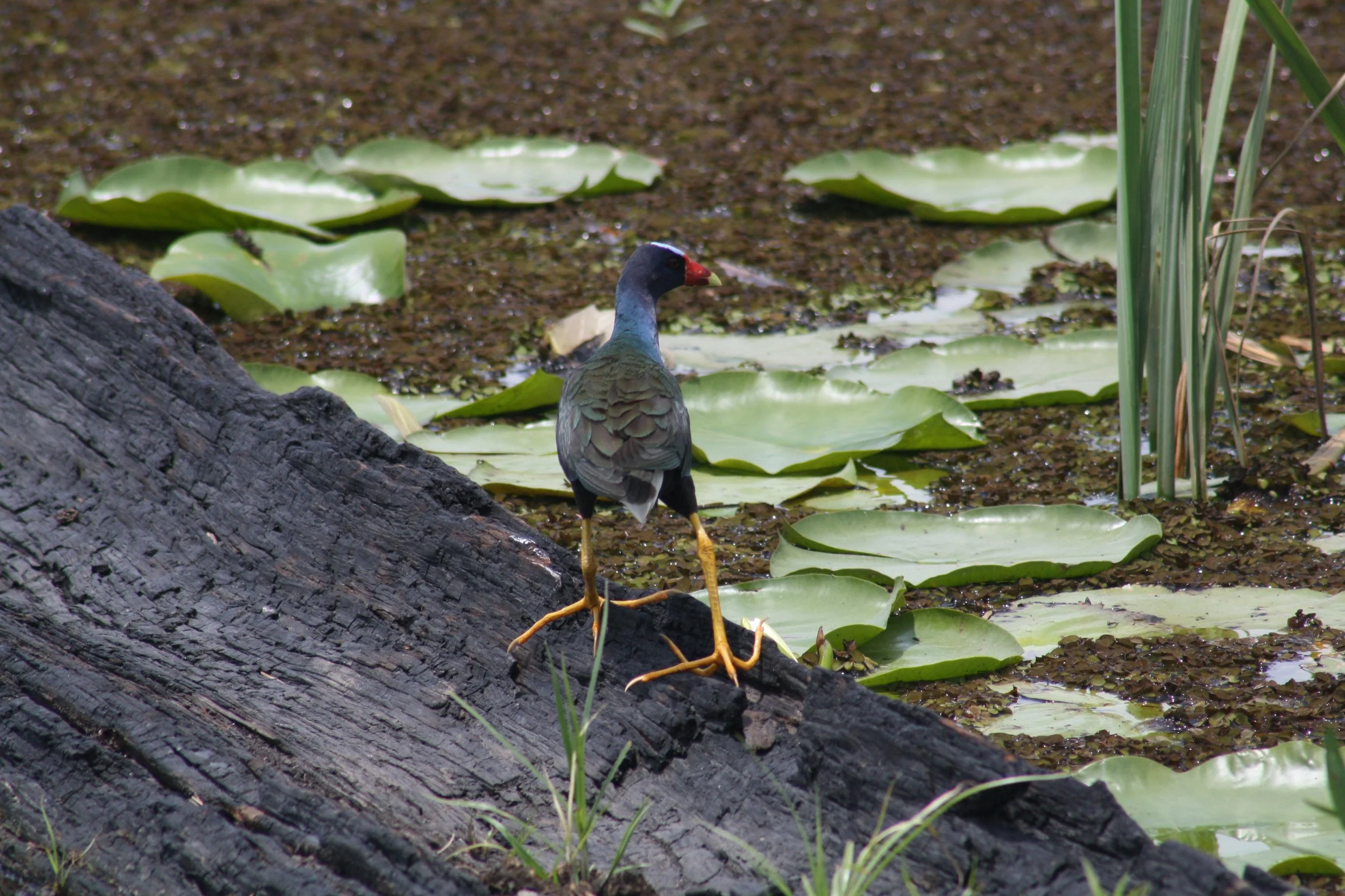 Purple Gallinule, Savannah, GA, 2026.