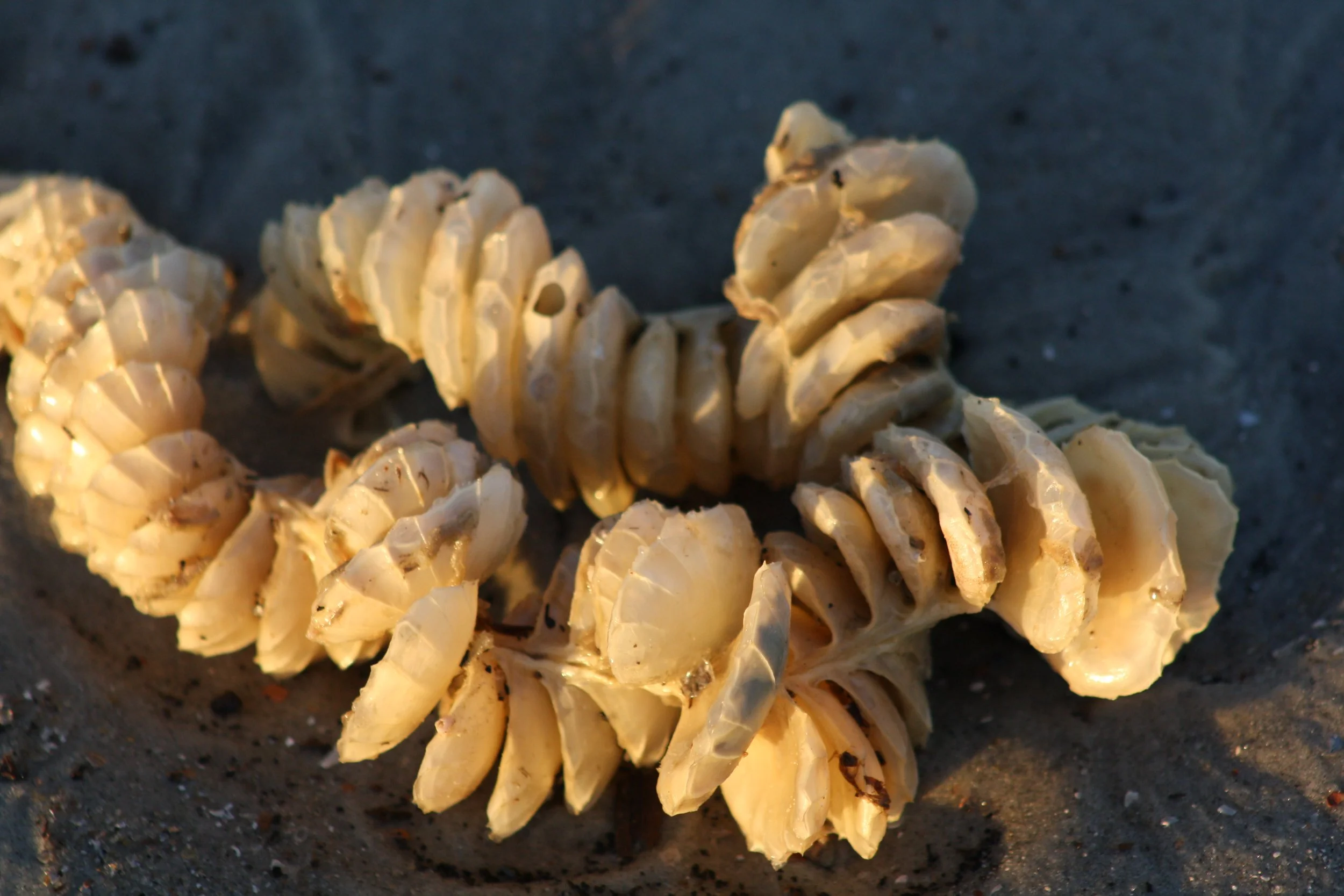 Tybee Island, GA, 2025.