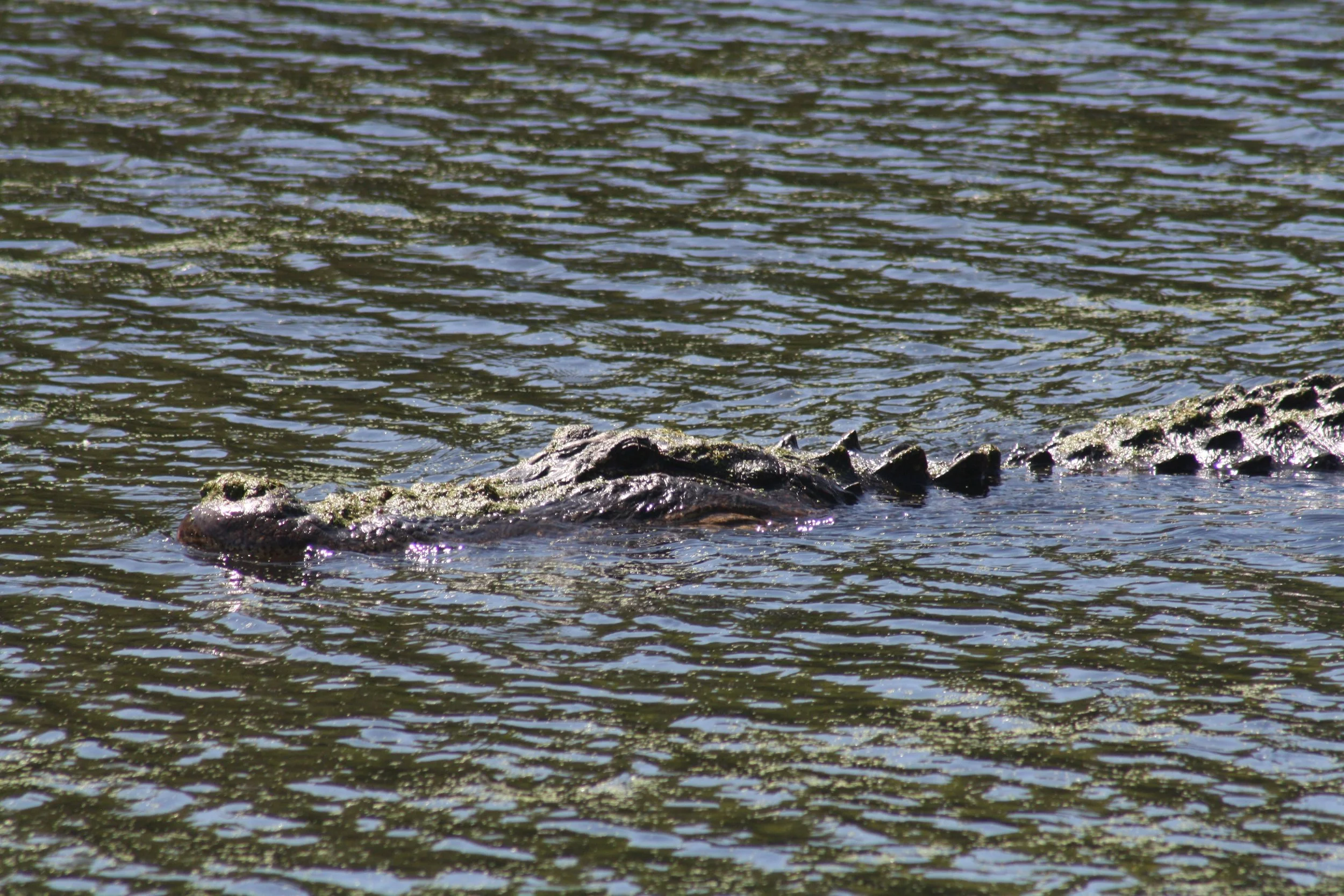 Alligator, Hilton Head Island, SC, 2026.