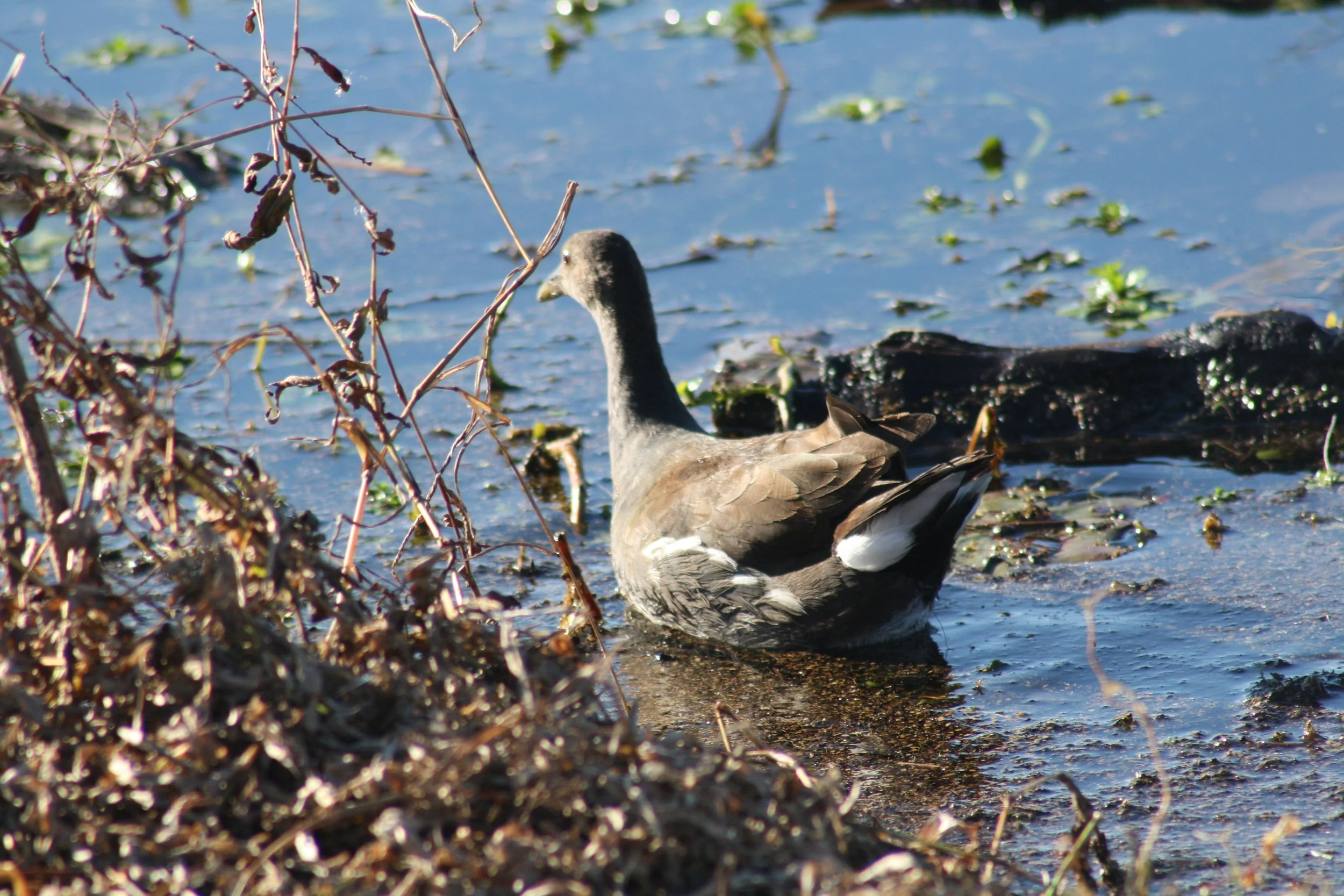 Common Gallinule, Savannah, GA, 2025.