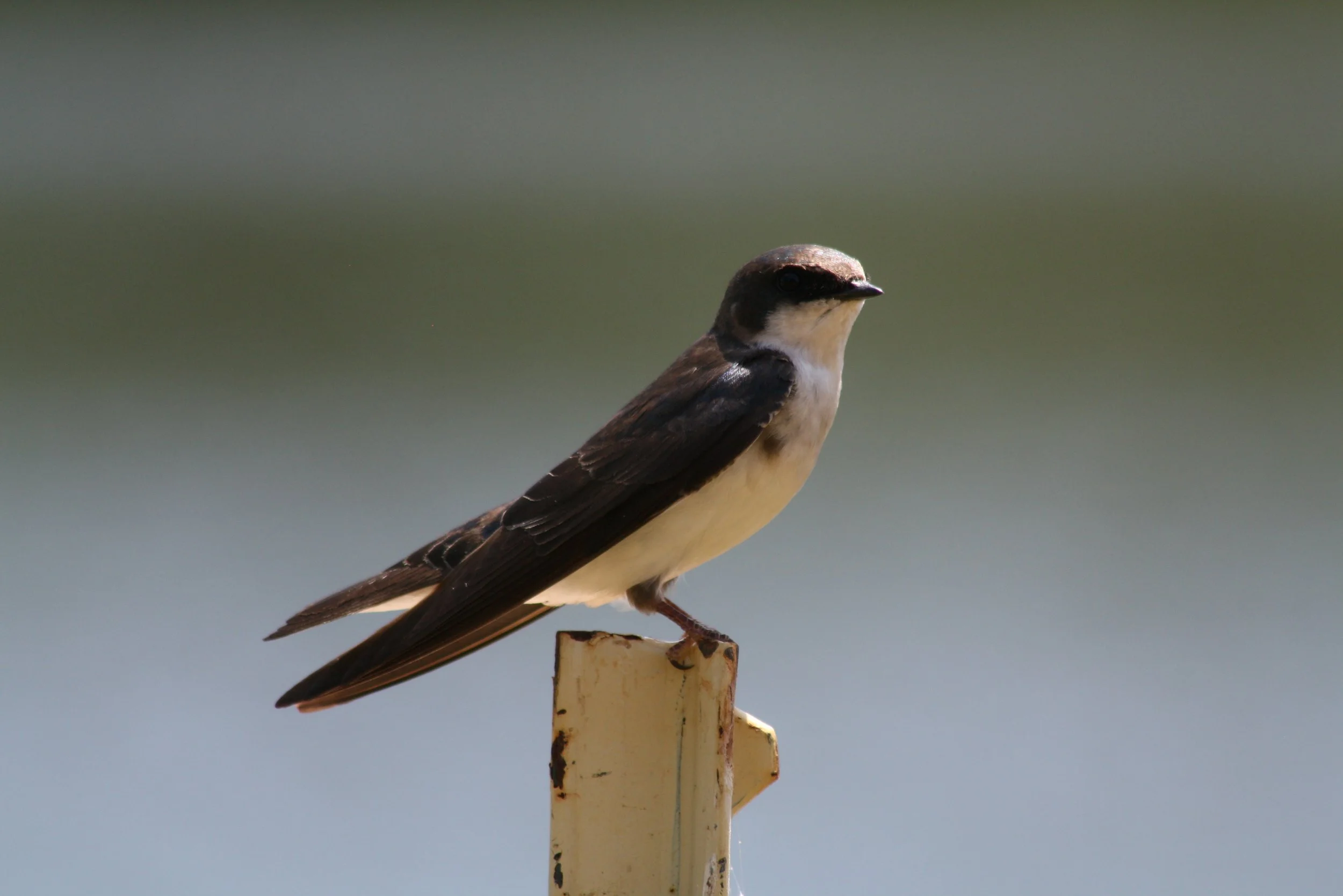 Tree Swallow, Panola Mountain, GA, 2025.
