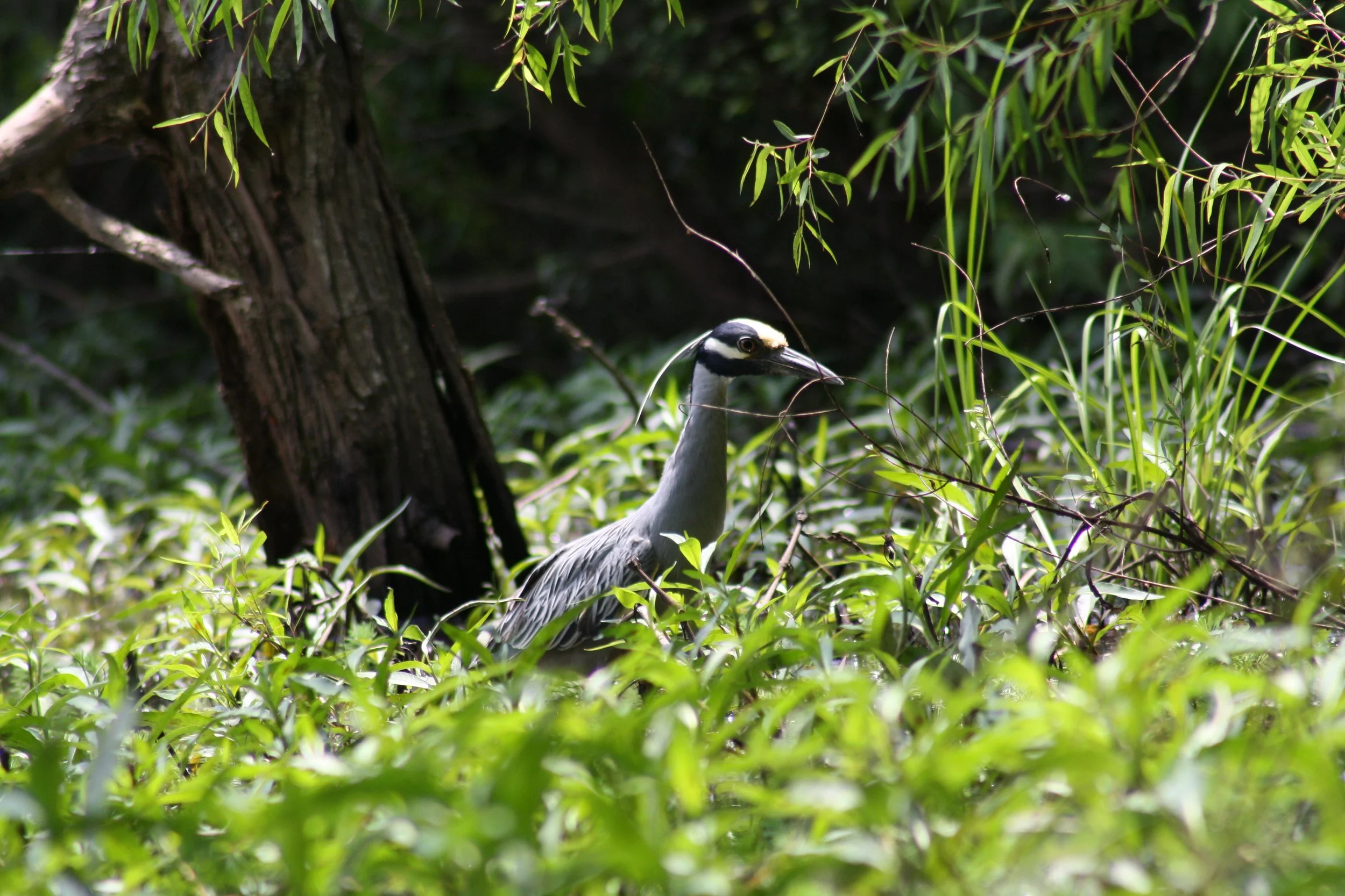 Yellow Crowned Night Heron, Atlanta, GA, 2025.