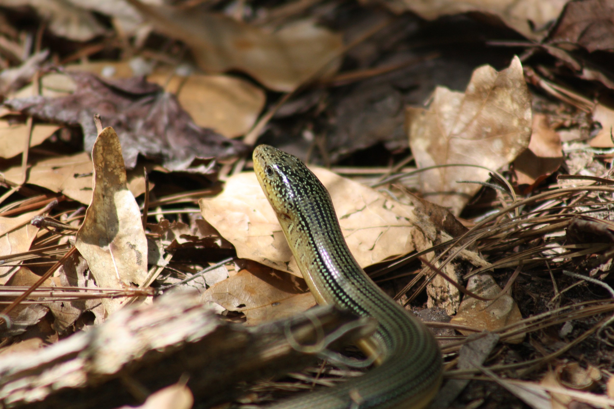 Snake, Skidaway Island, GA, 2025.