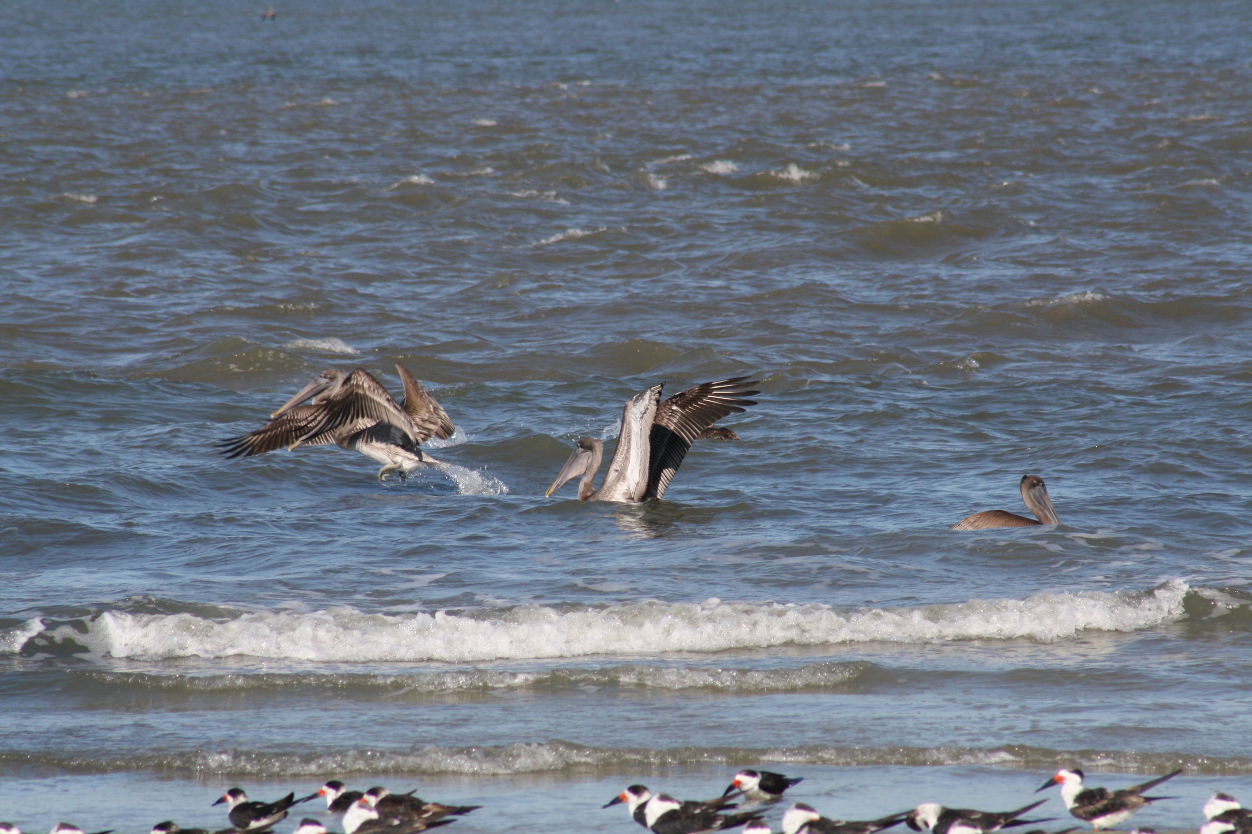 Brown Pelican, Tybee Island, GA, 2025.