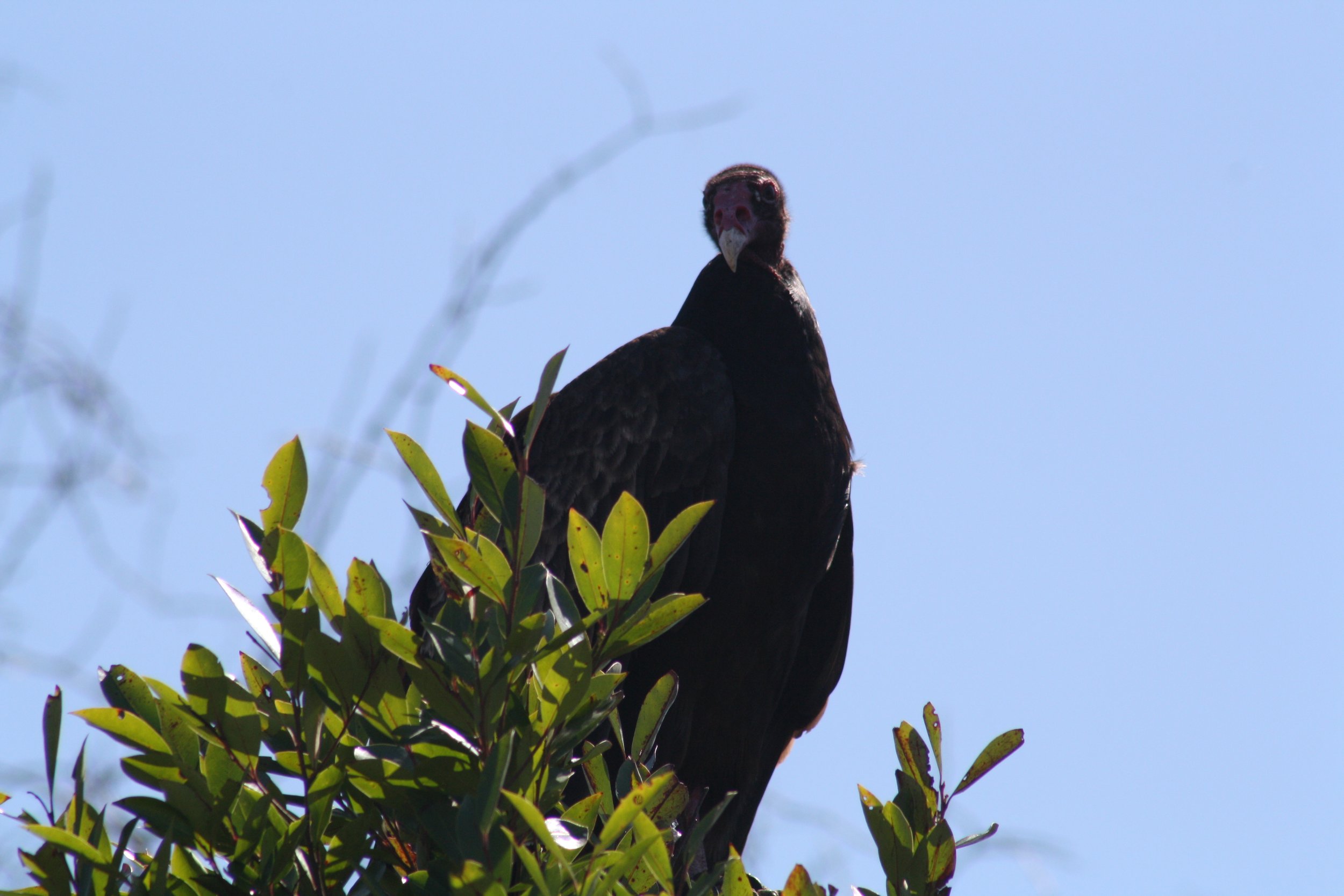 Turkey Vulture, Savannah, GA, 2026.