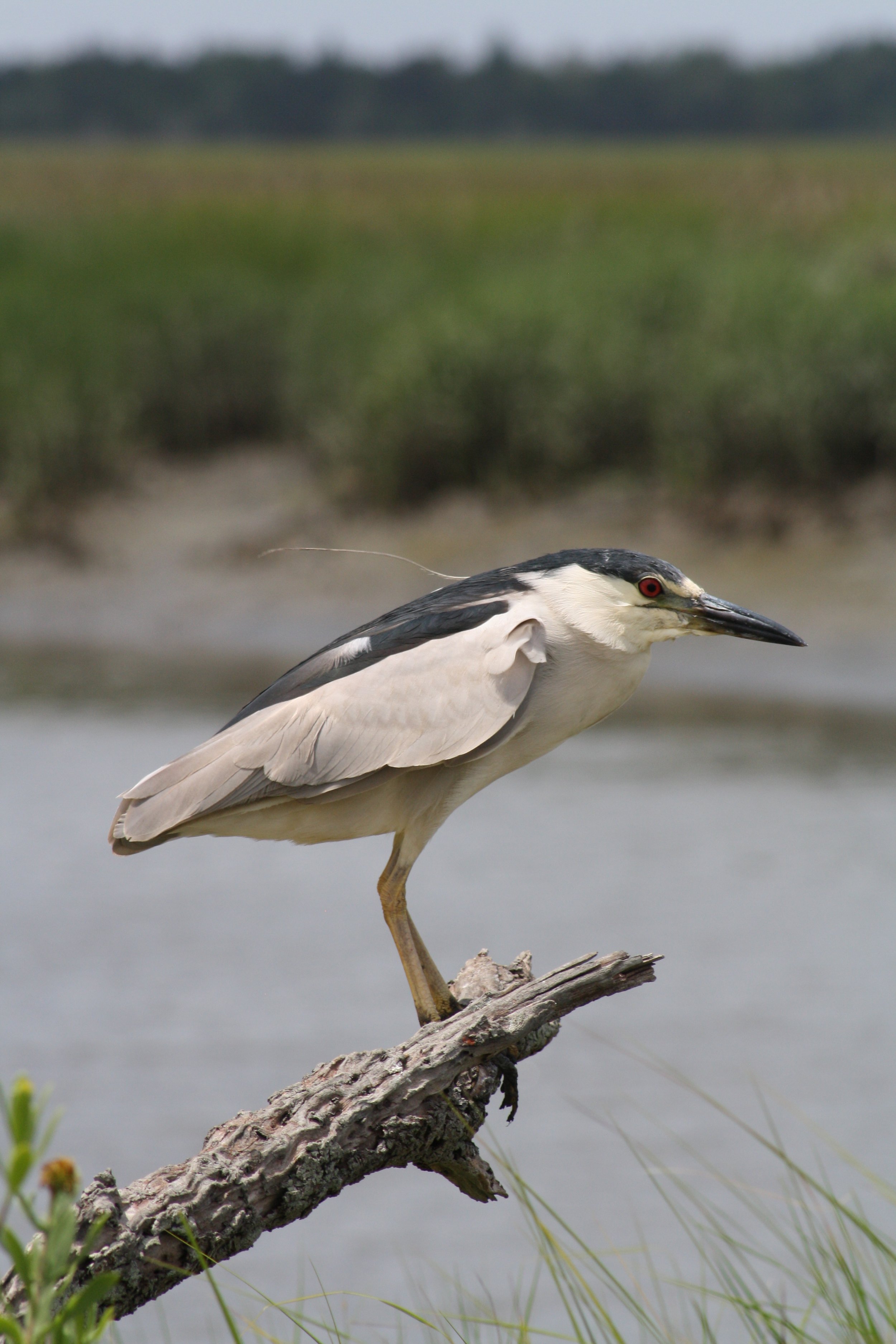 Black Crowned Night Heron, Andrew's Island Causeway, GA, 2025.