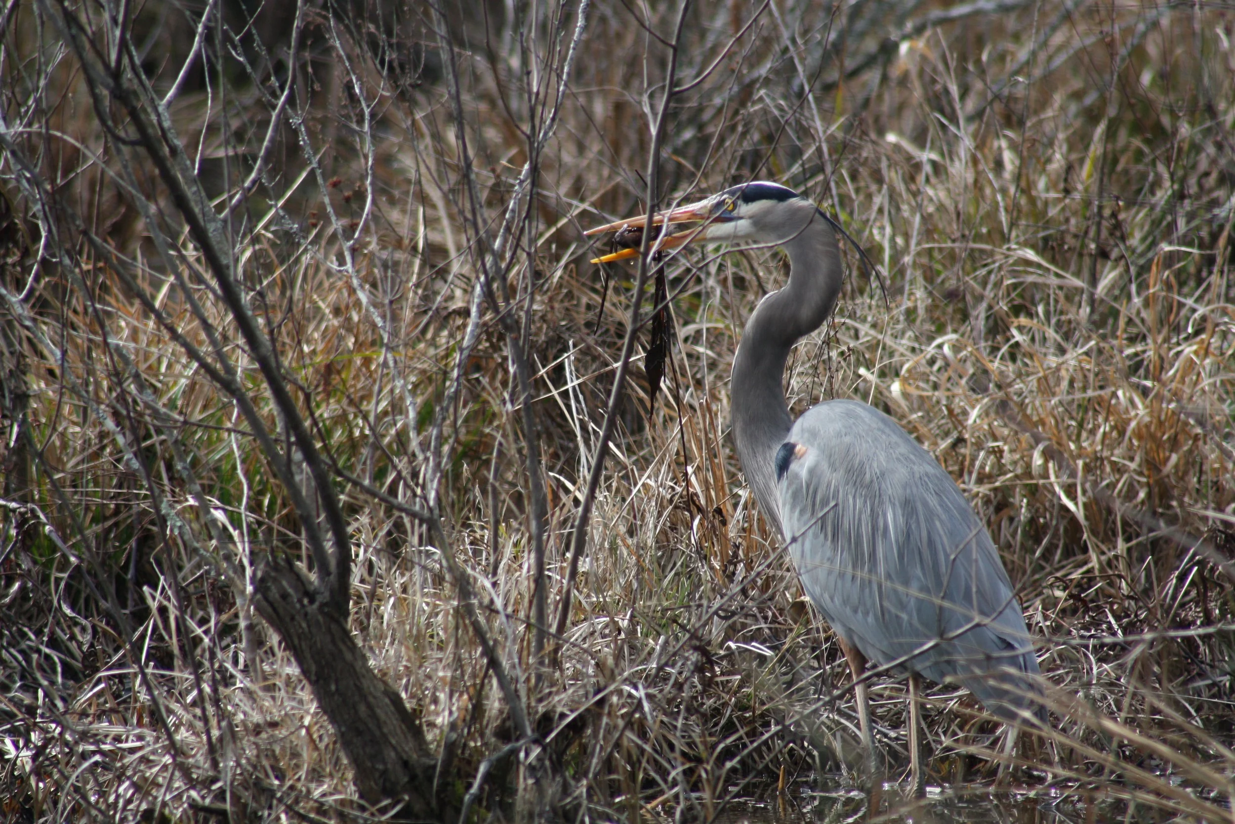 Great Blue Heron, Cochran Shoals, GA, 2025.