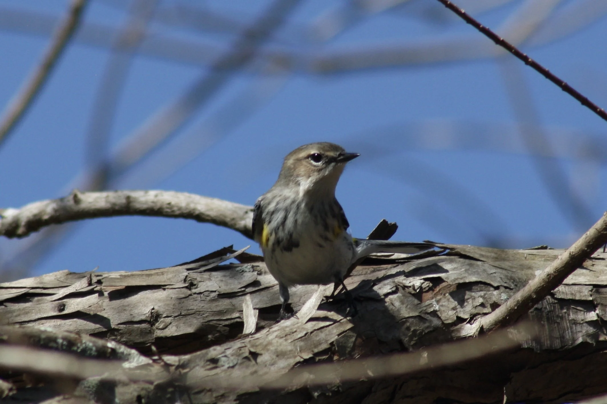Yellow Rumped Warbler, Skidaway Island, GA, 2026.