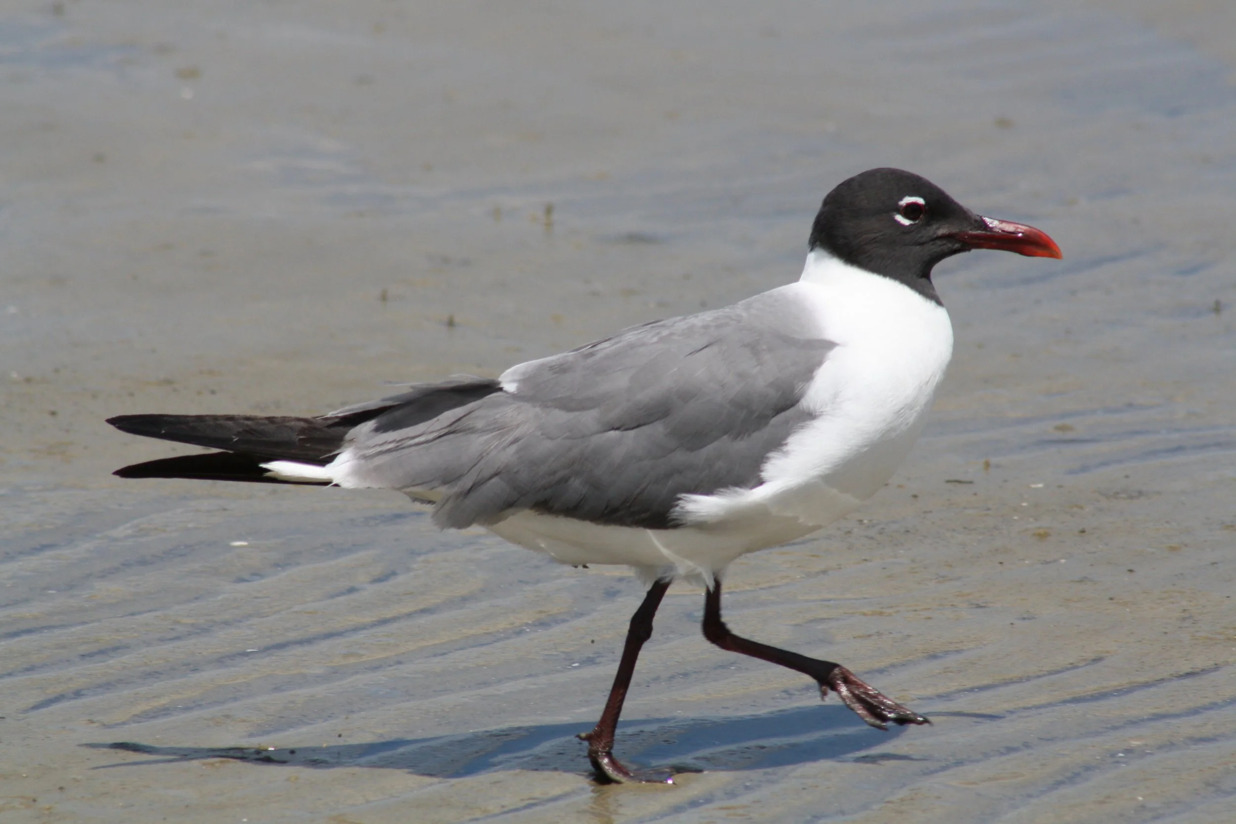 Laughing Gull, Jekyll Island, GA, 2025.