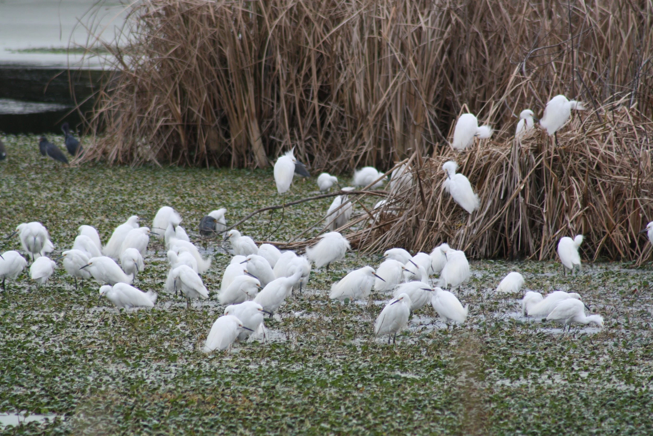 Snowy Egret, Skidaway Island, GA, 2026.