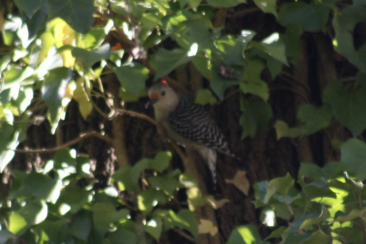 Red Bellied Woodpecker, Atlanta, GA, 2025.