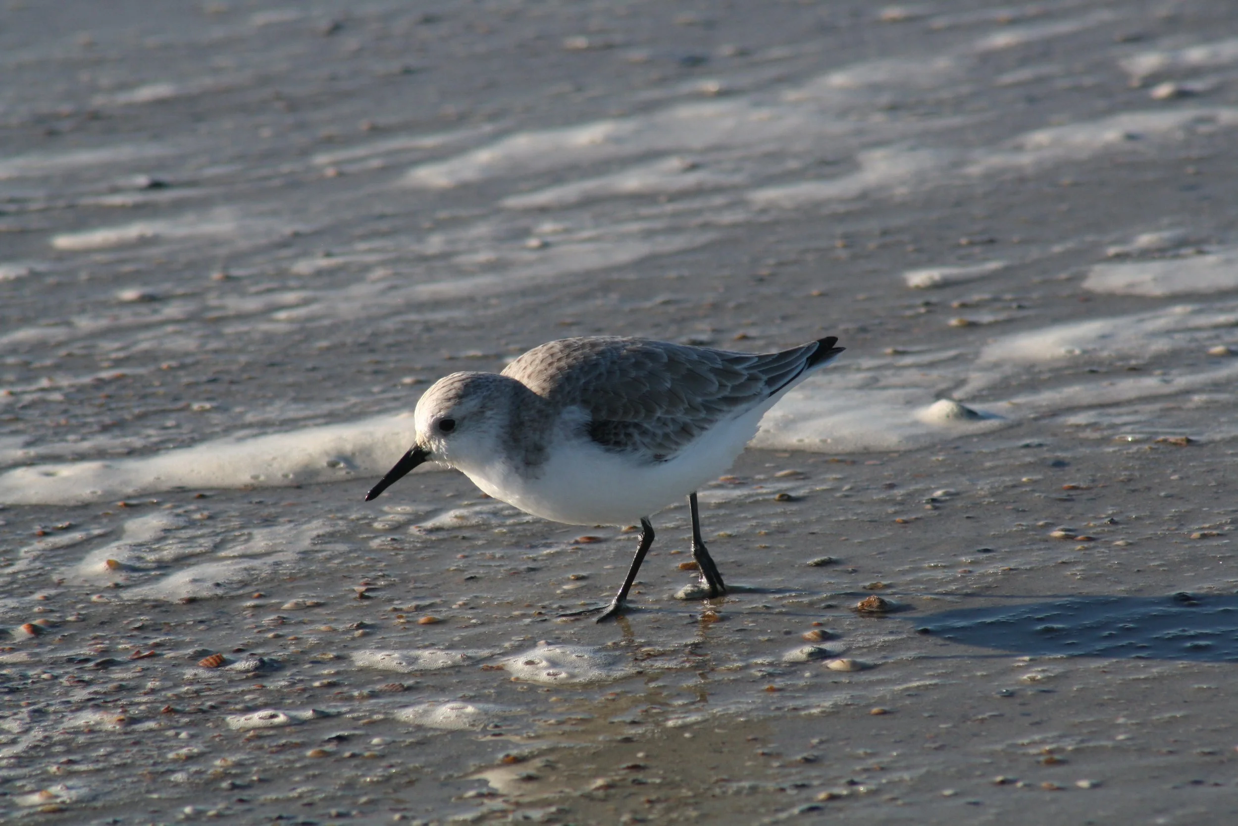 Sanderling, Tybee Island, GA, 2025.