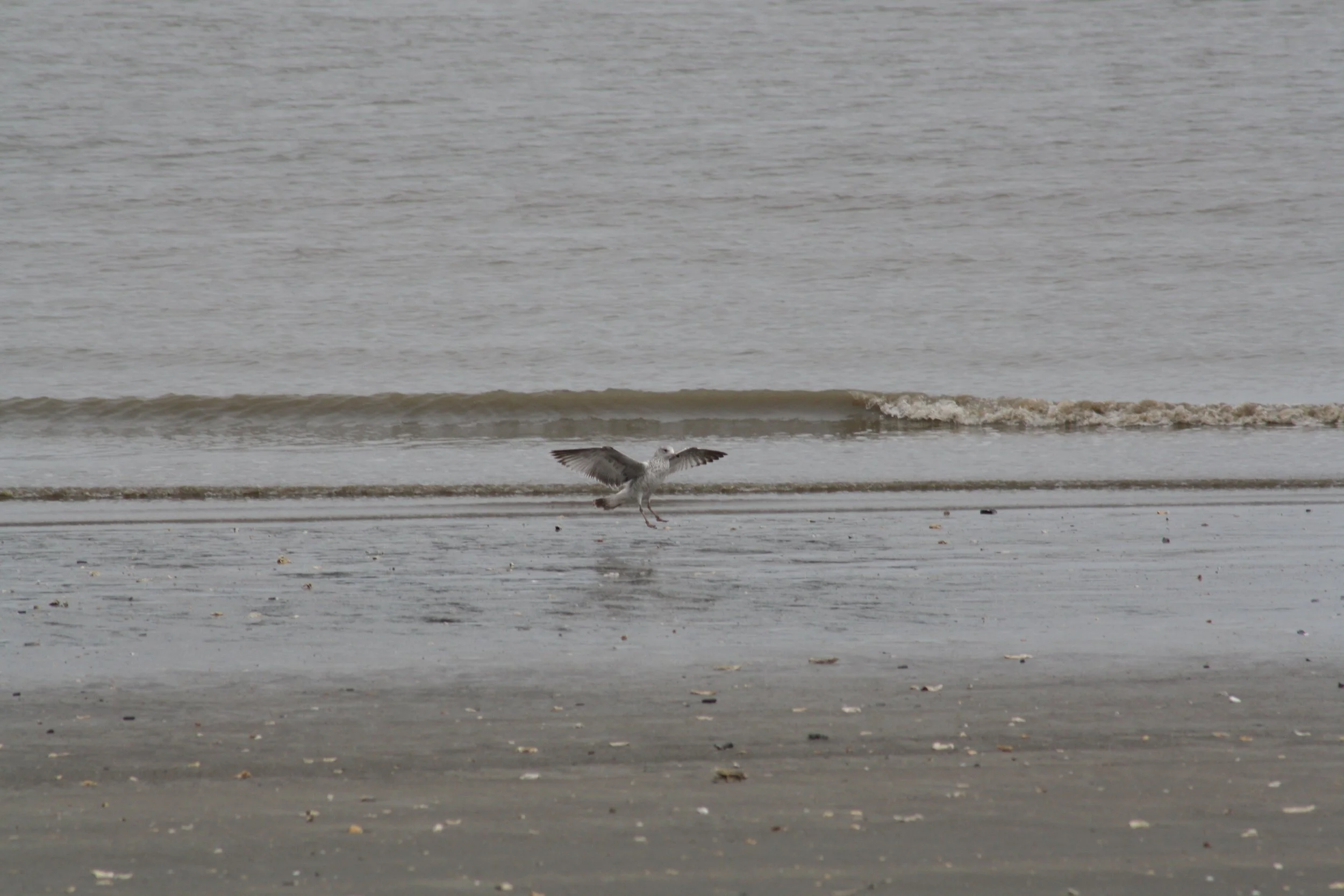 Ring Billed Gull, Fort Pulaski, GA, 2025.
