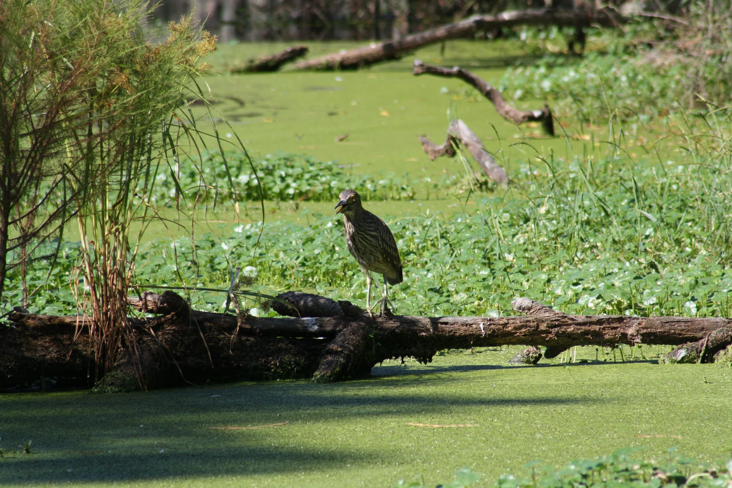Yellow Crowned Night Heron, Skidaway Island, GA, 2025.