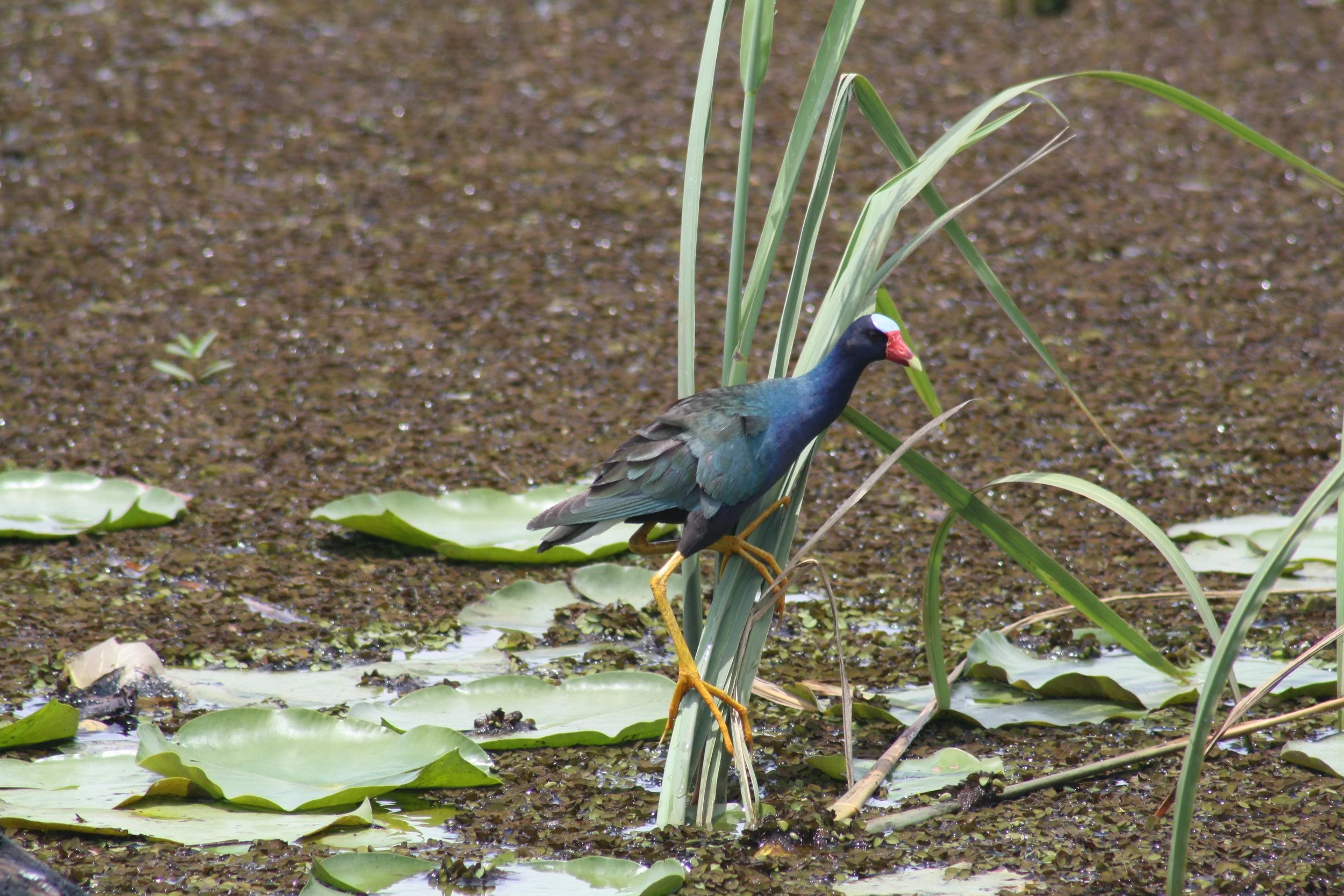 Purple Gallinule, Savannah, GA, 2026.