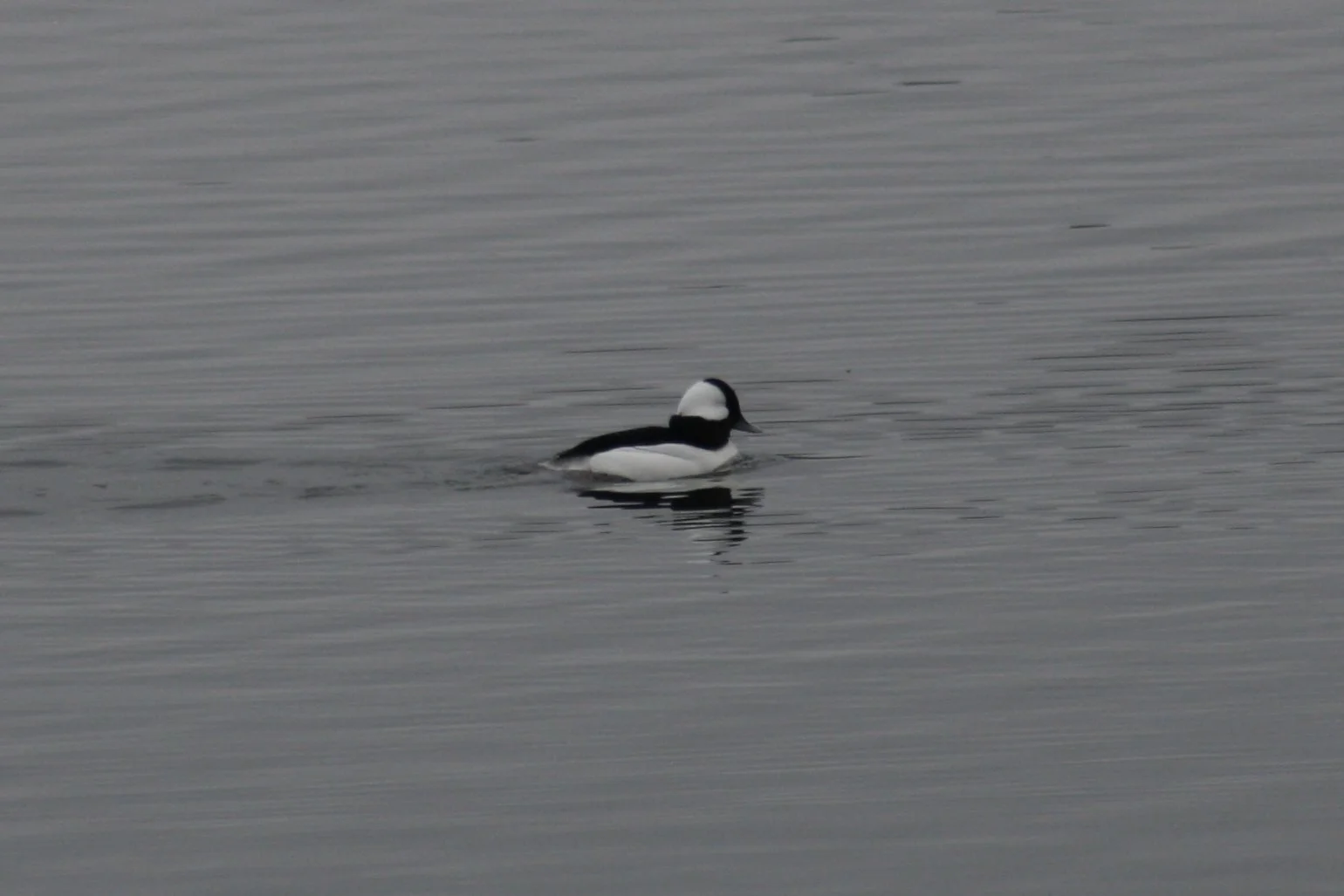 Bufflehead, Savannah, GA, 2026.