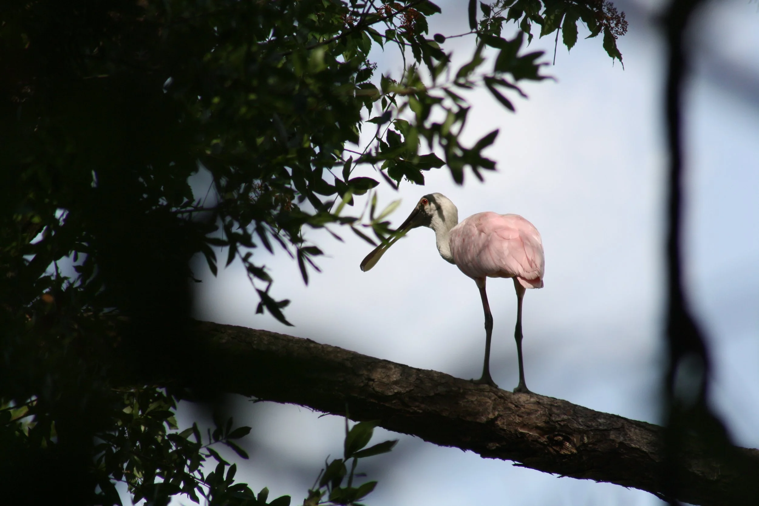 Roseate Spoonbill, Jekyll Island, GA, 2025.