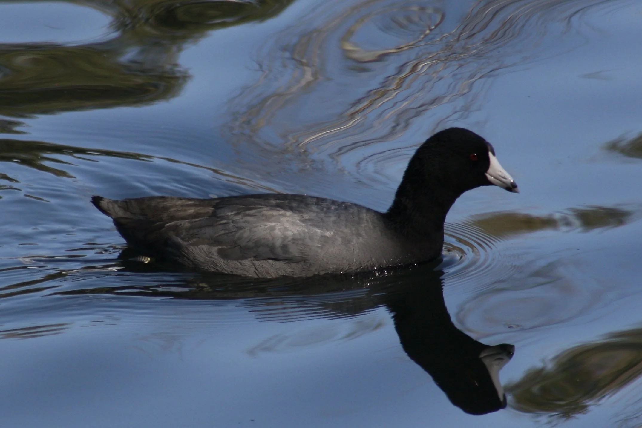 American Coot, Savannah, GA, 2026.