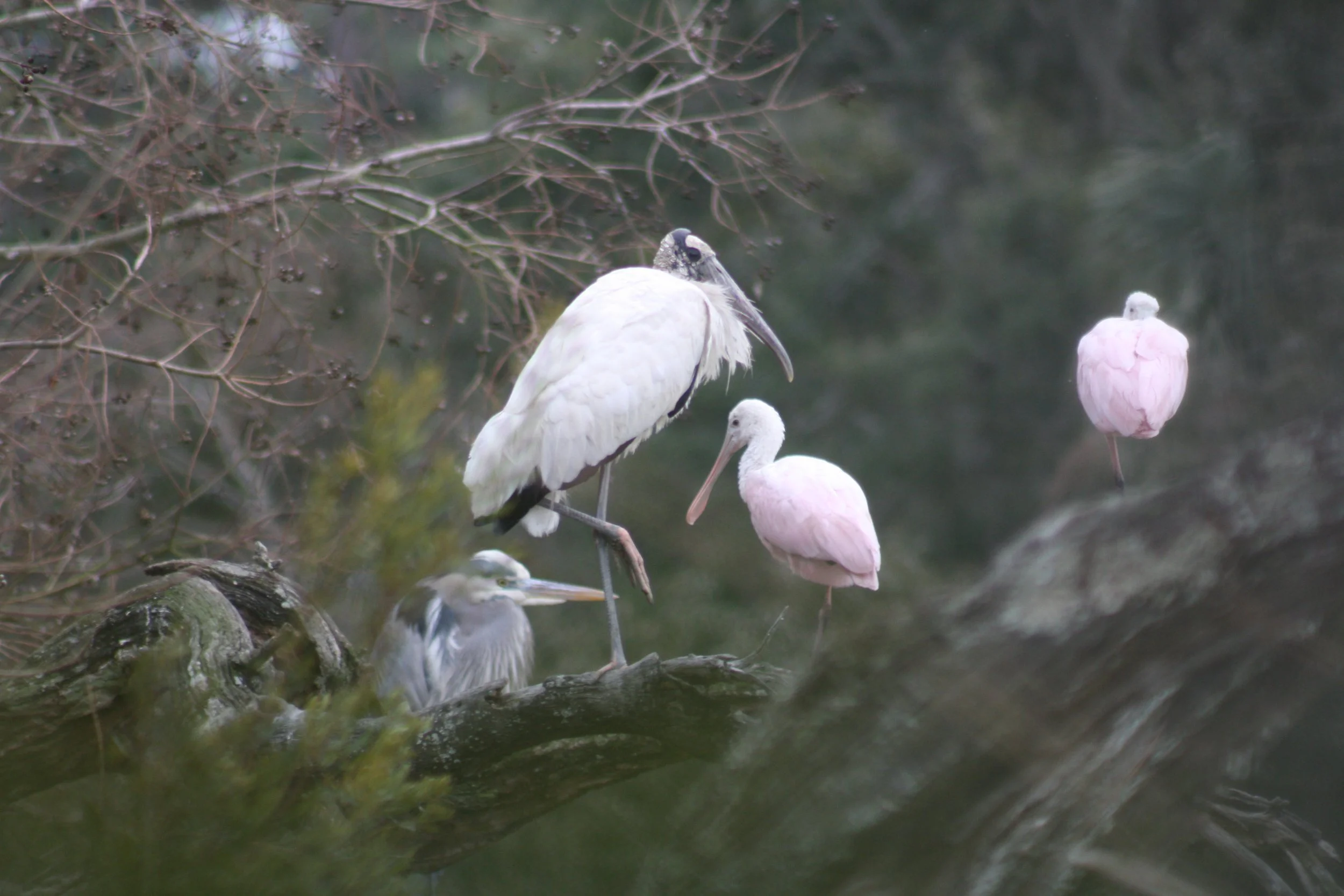 Wood Stork, Roseate Spoonbill, and Great Blue Heron, Skidaway Island, GA, 2026.